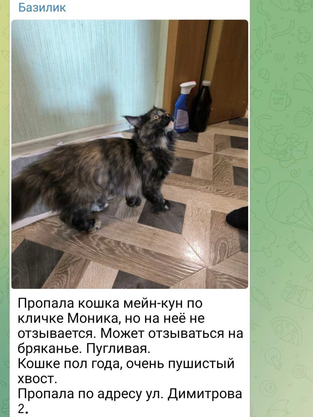 Пропала кошка, ул. Георгия Димитрова, 2