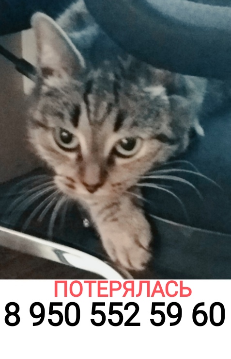 Пропала кошка, Расточная 45, Екатеринбург