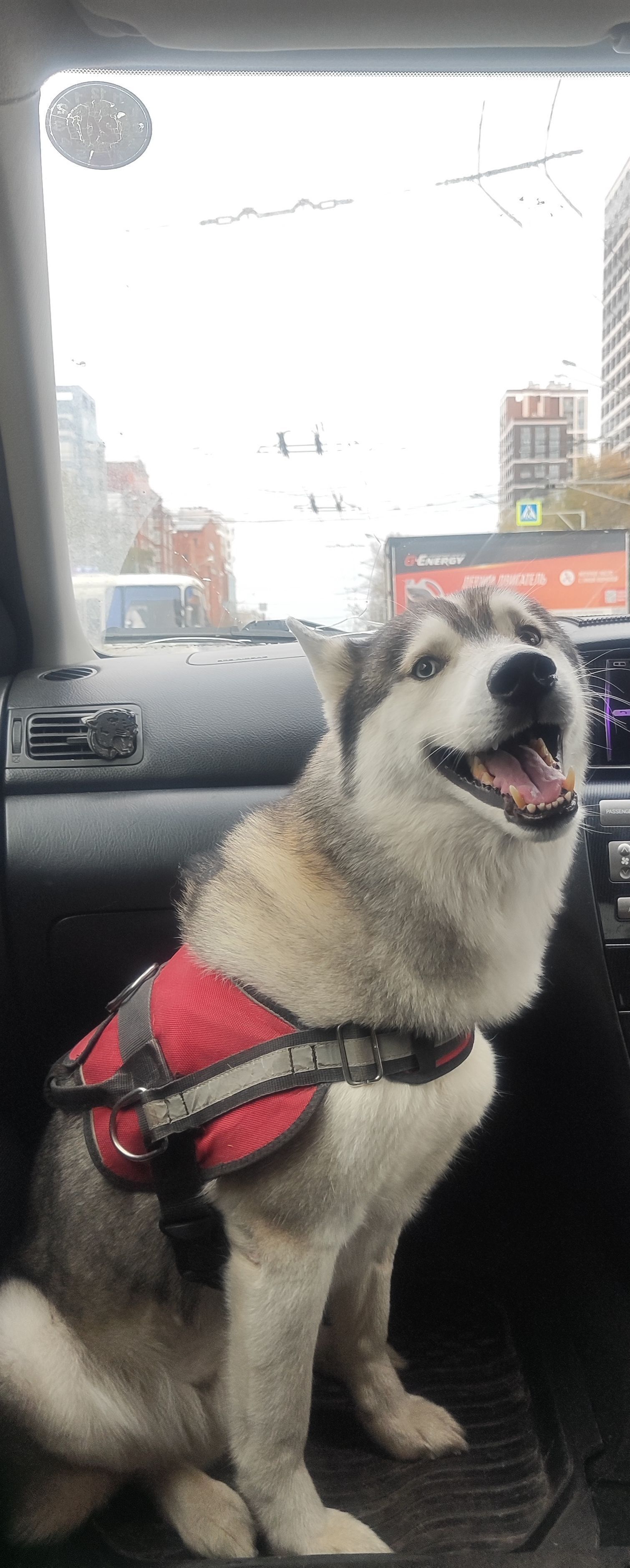 Пропала собака, Томск