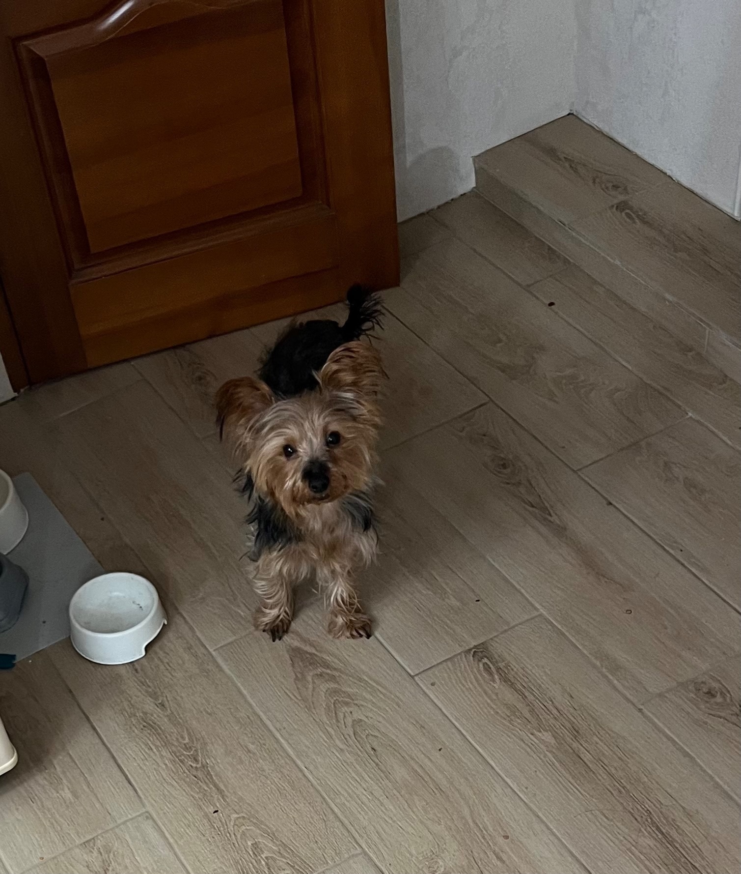 Пропала собака, Краснодар