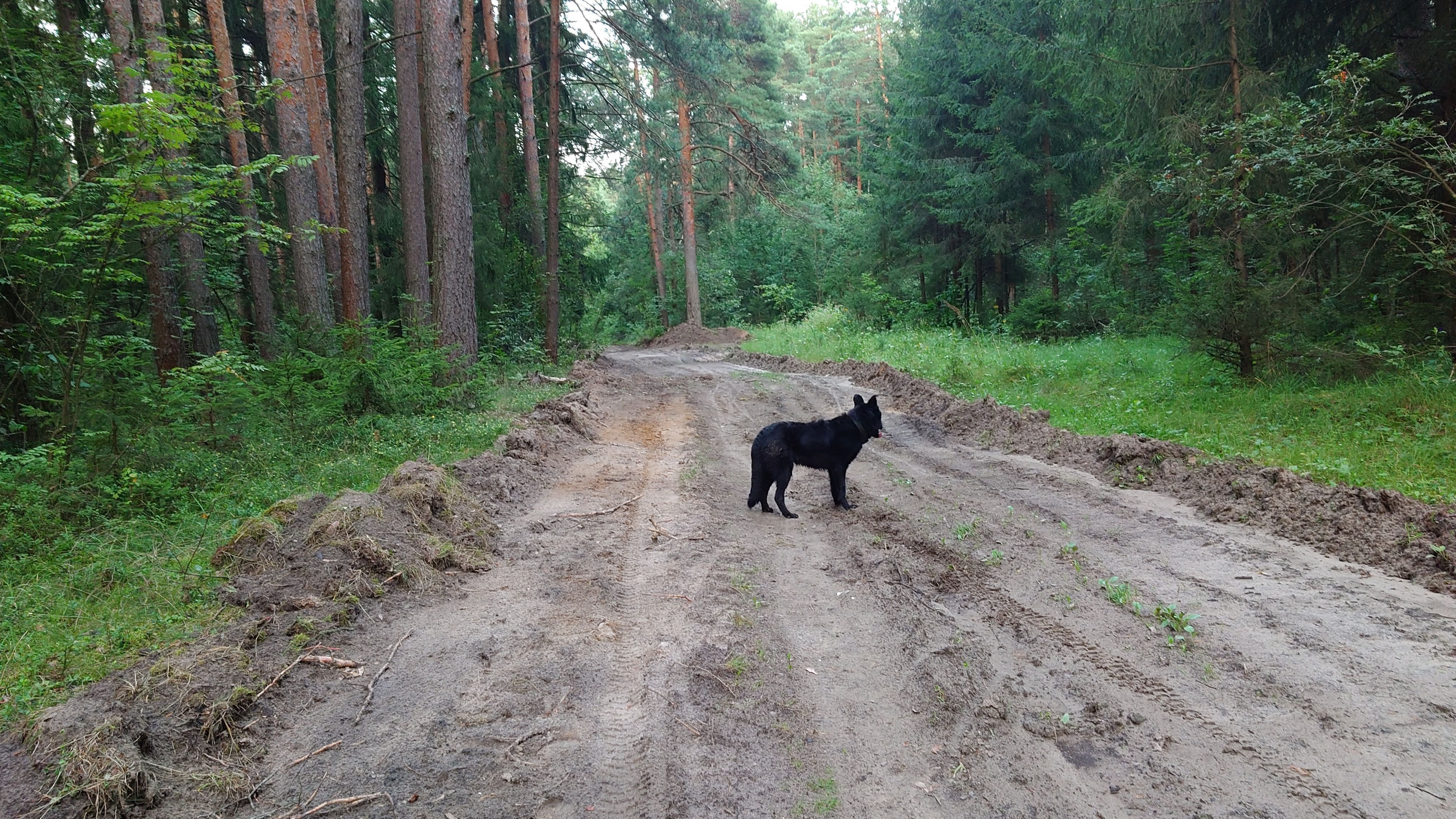 Пропала собака, Пригородный