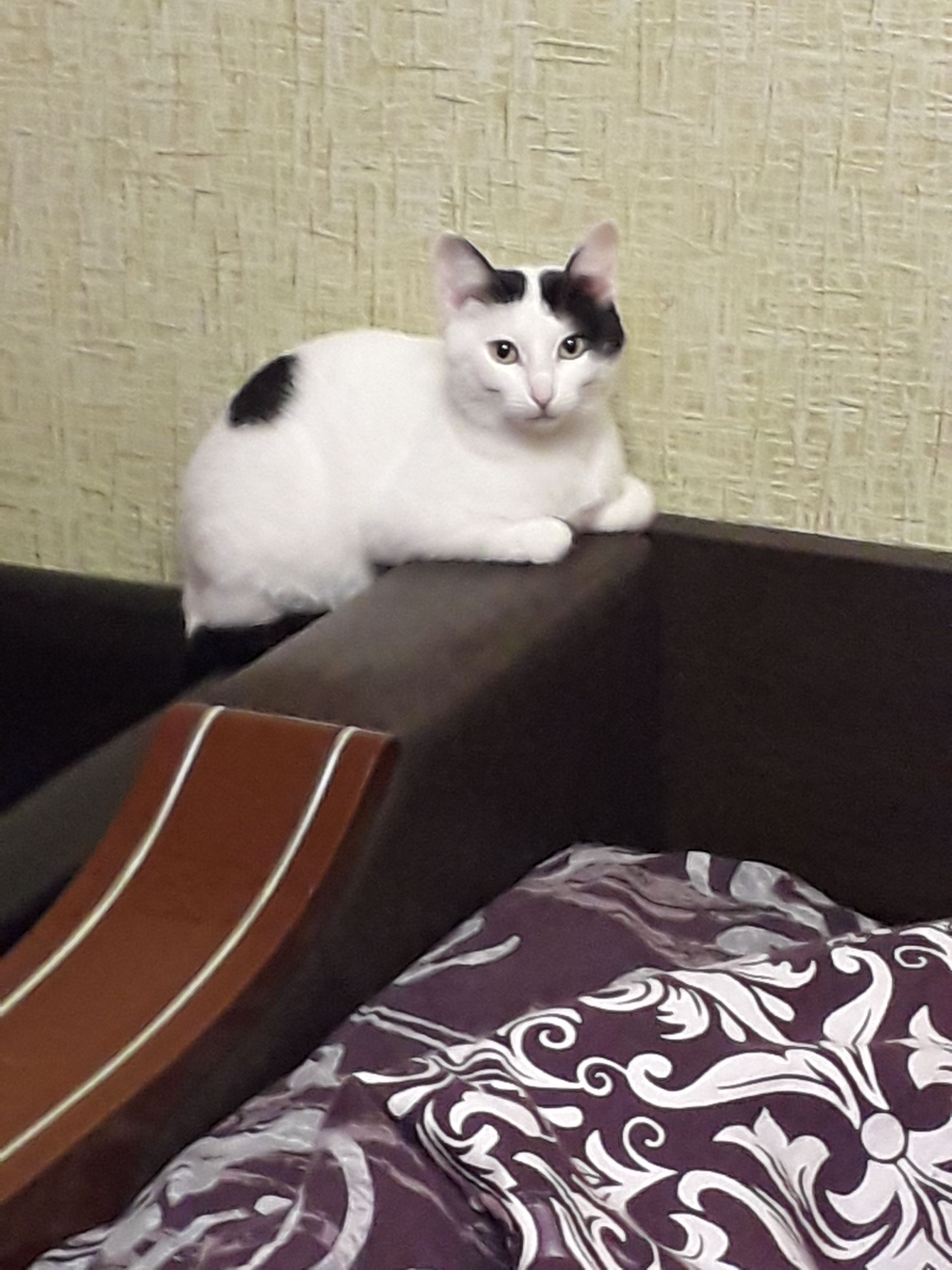 Пропала кошка, Йошкар-Ола