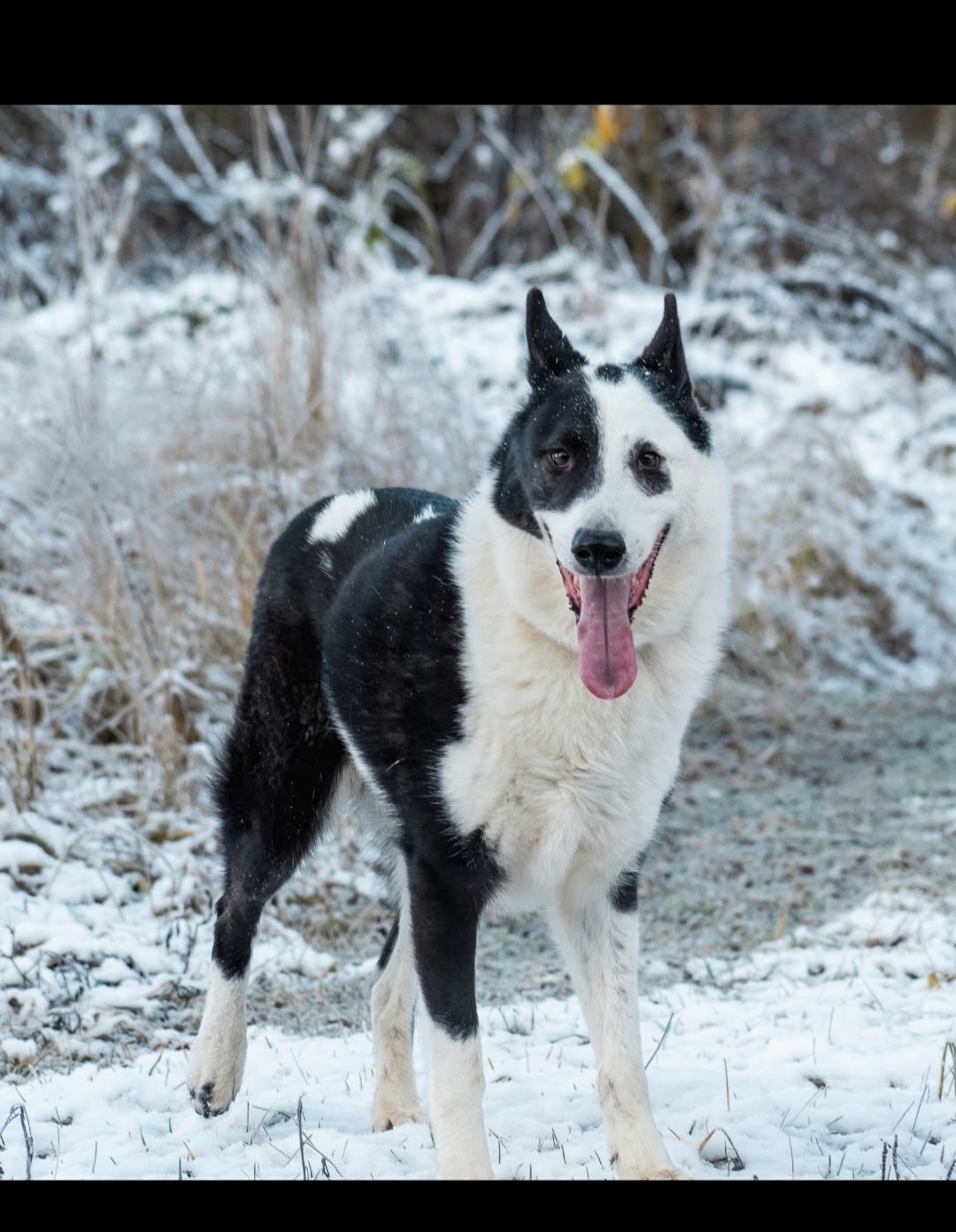 Пропала собака, Обнинск
