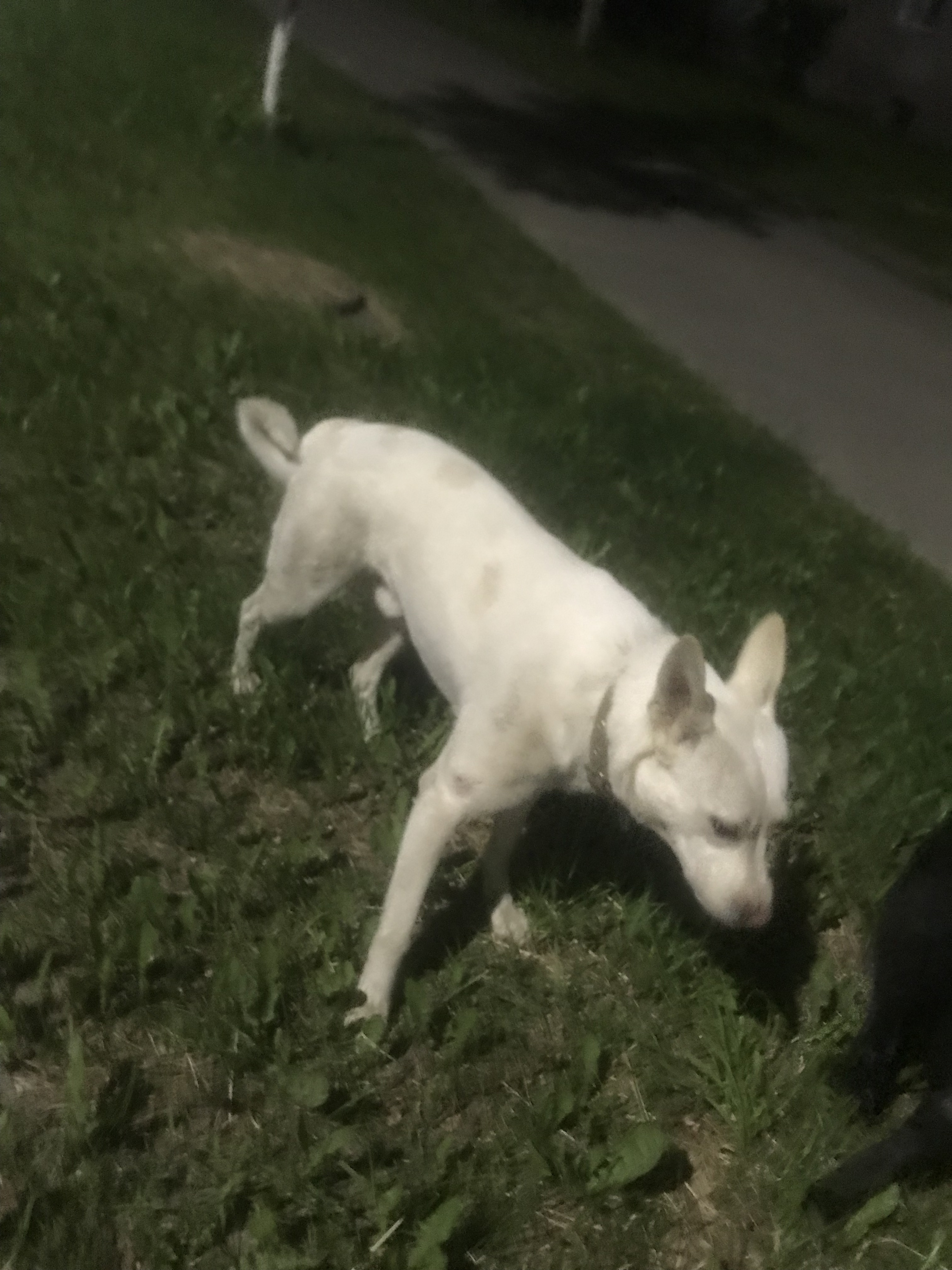 Найдена собака на ул. Куликова, 14 в Муроме