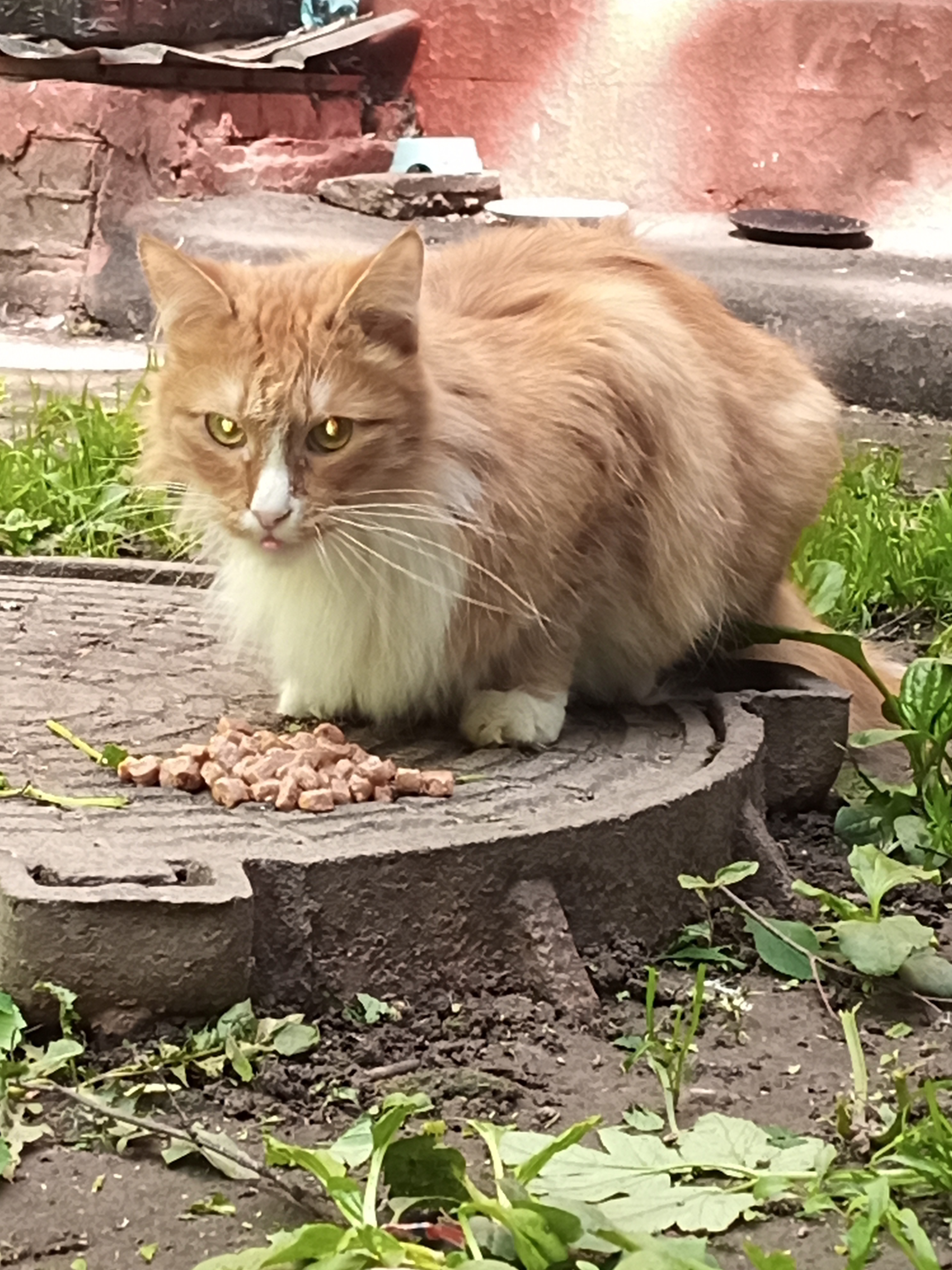 Потеряшка кошка ищет своих хозяев на Фестивальной улице, 11 в Москве