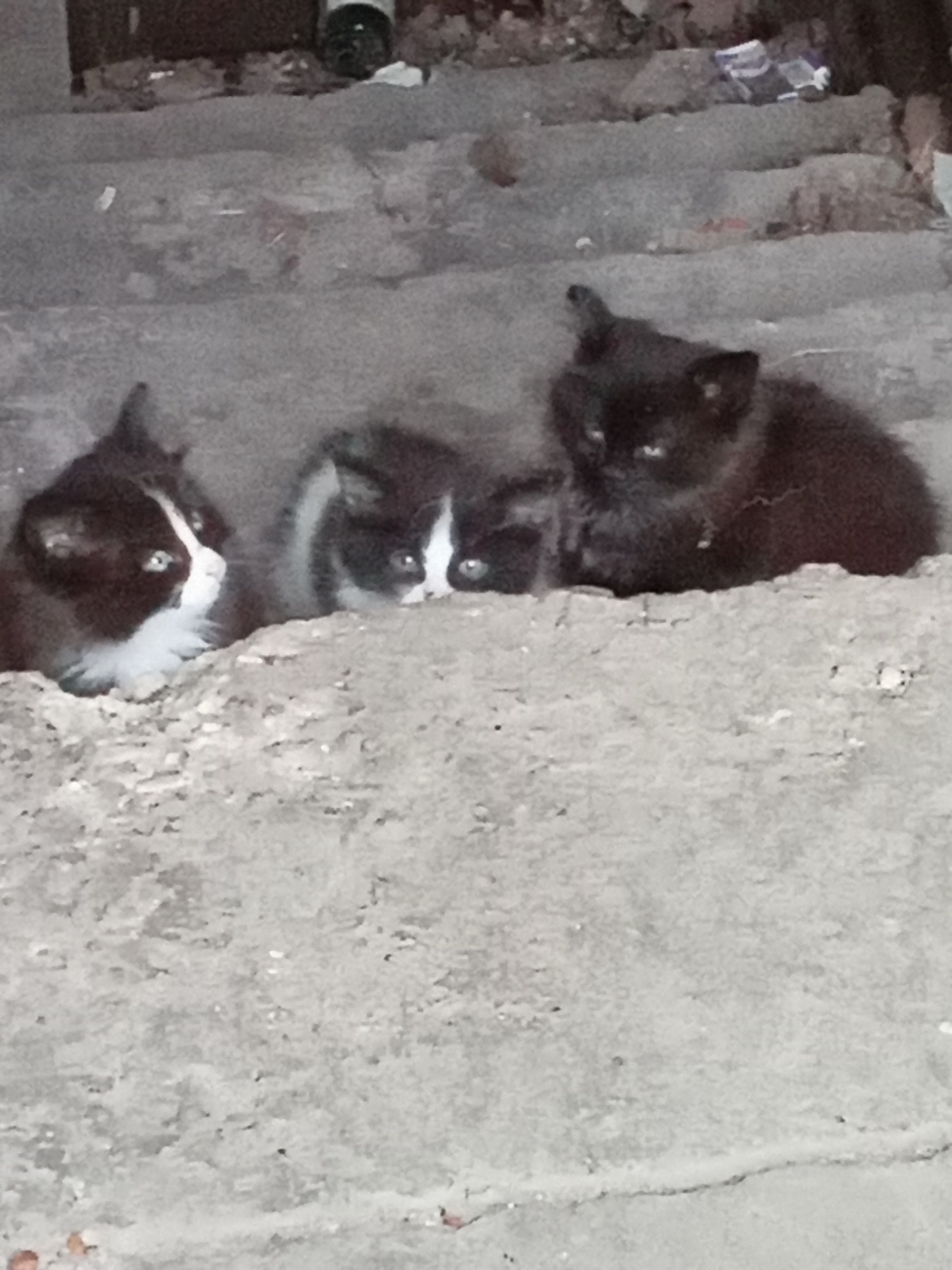 Найдены три котёнка на улице Механизаторов, ищем хозяев