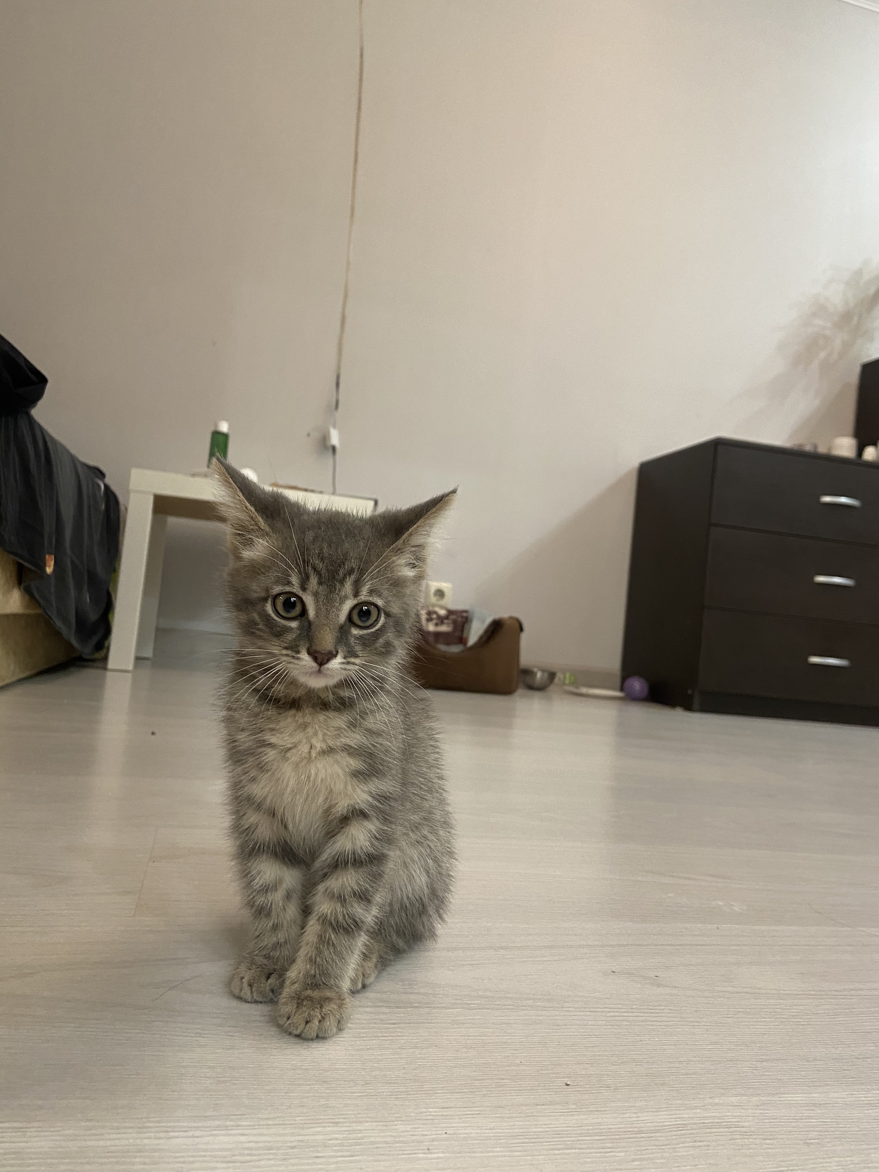 Серый котенок ищет дом в Москве