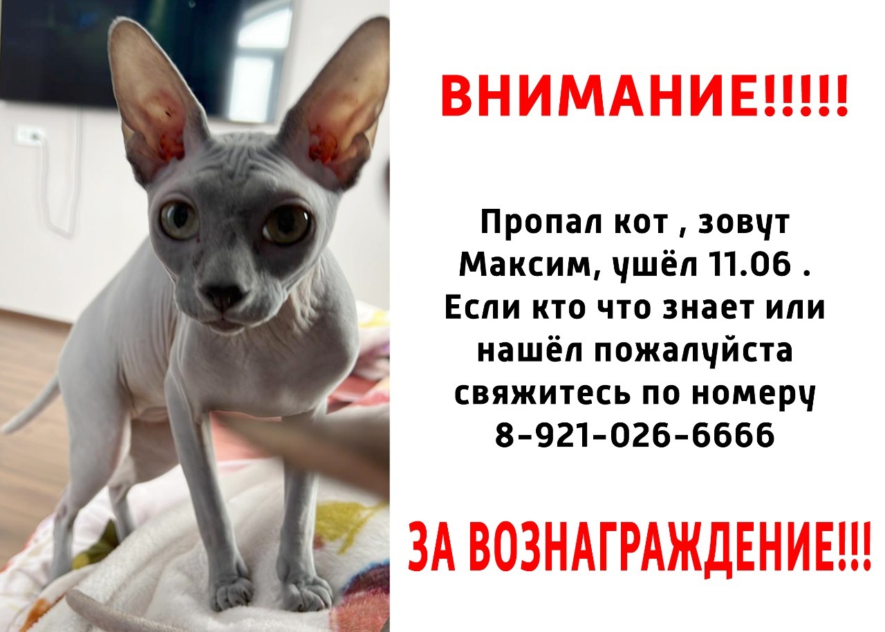 Пропала кошка в Русско-Высоцком