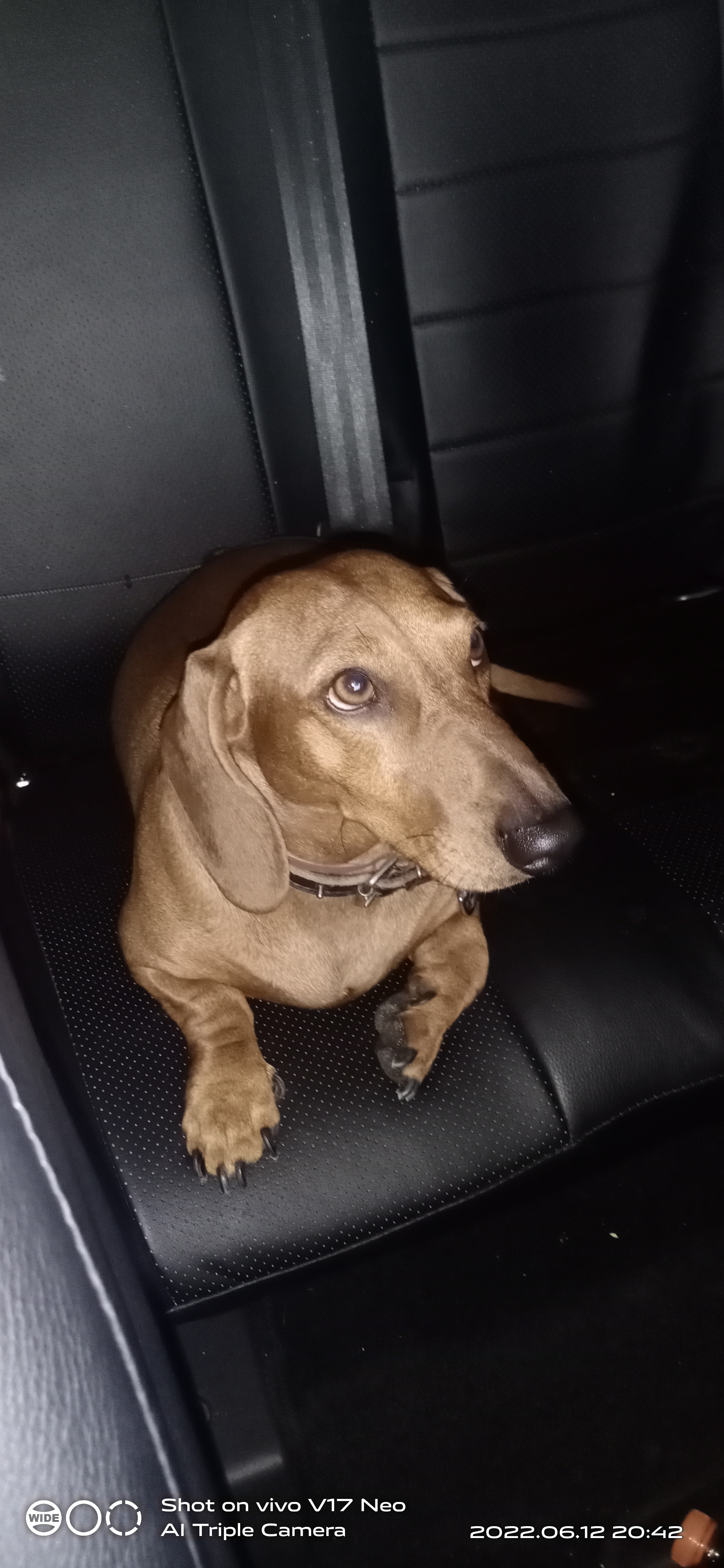 Собака Такса найдена в Гребнево, Калужская область