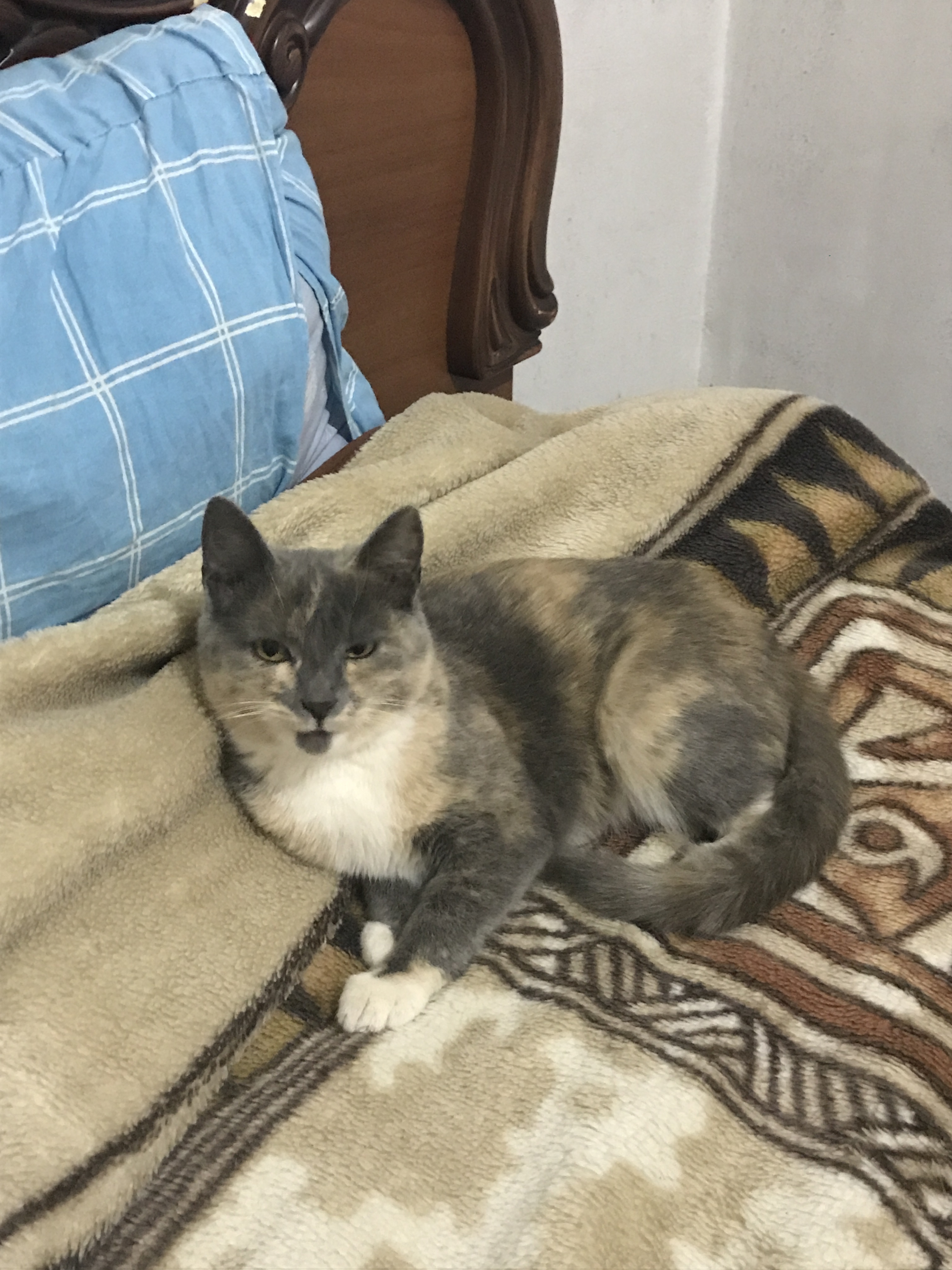 Пропала кошка на Российской, 34 в Салавате.