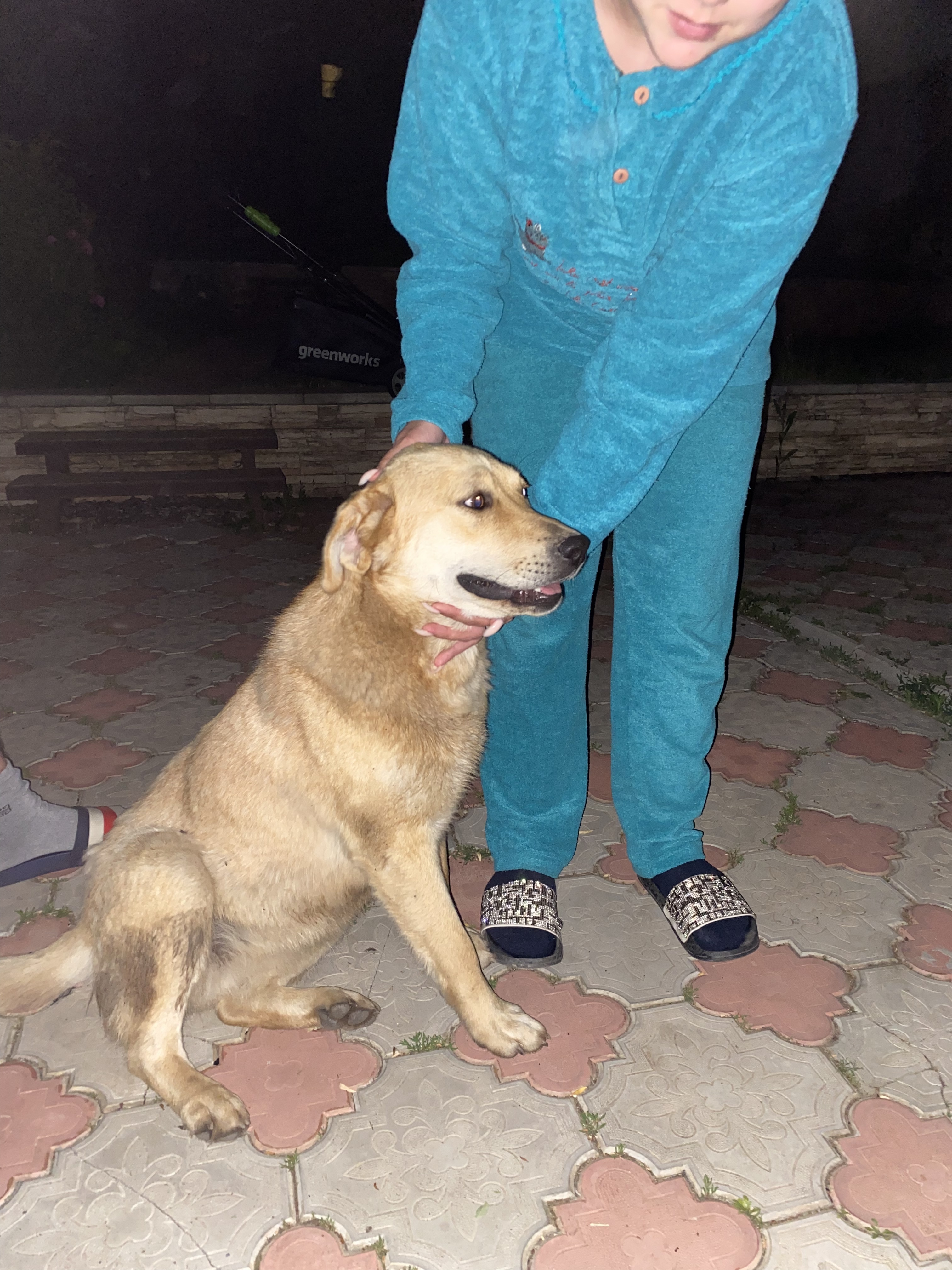 Найдена рыжая собака в По снт Керамзит-1, Прибрежный, Саратовская область
