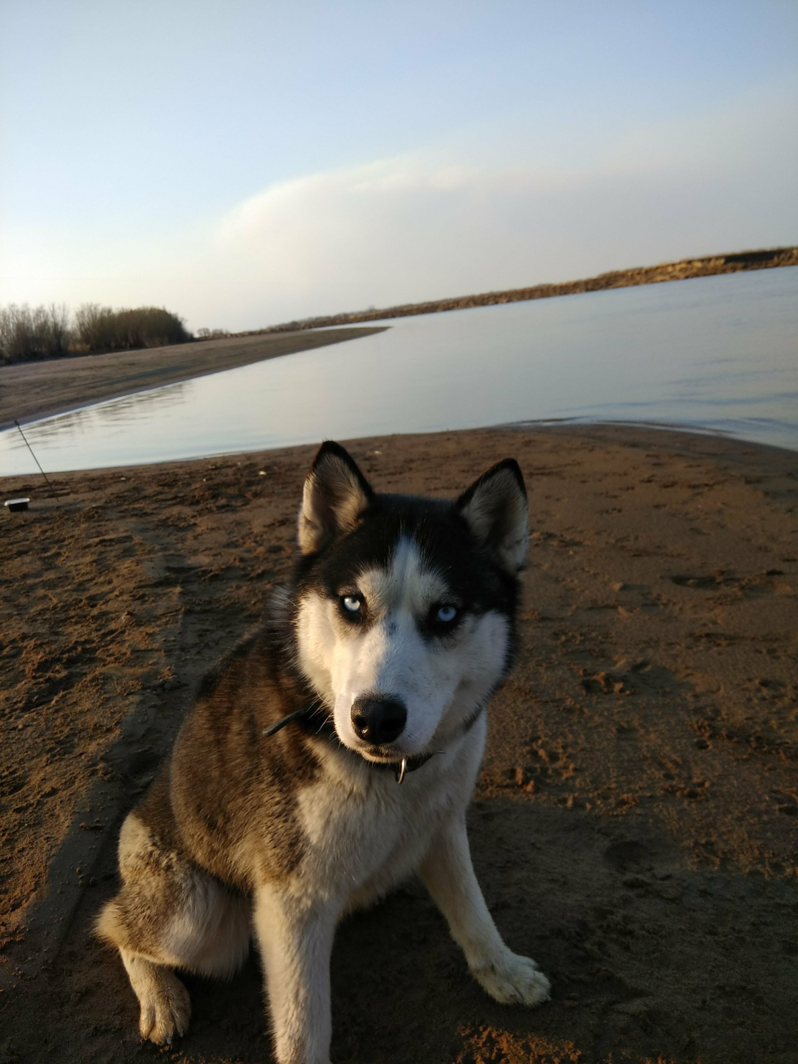 Пропала собака хаски Гера в Свечино, Хабаровский край
