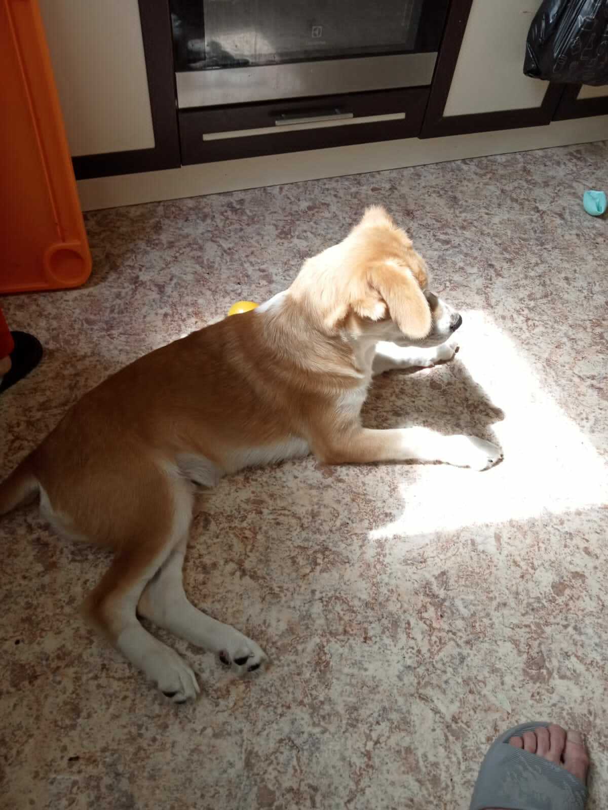 Собака найдена в Некрасовке, Москва.