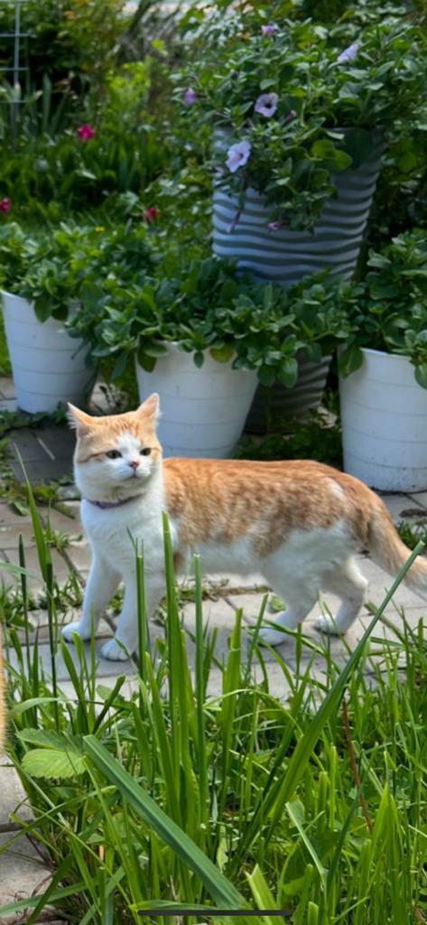Голодная кошка с ошейником найдена в Гаврилково, Татарстан