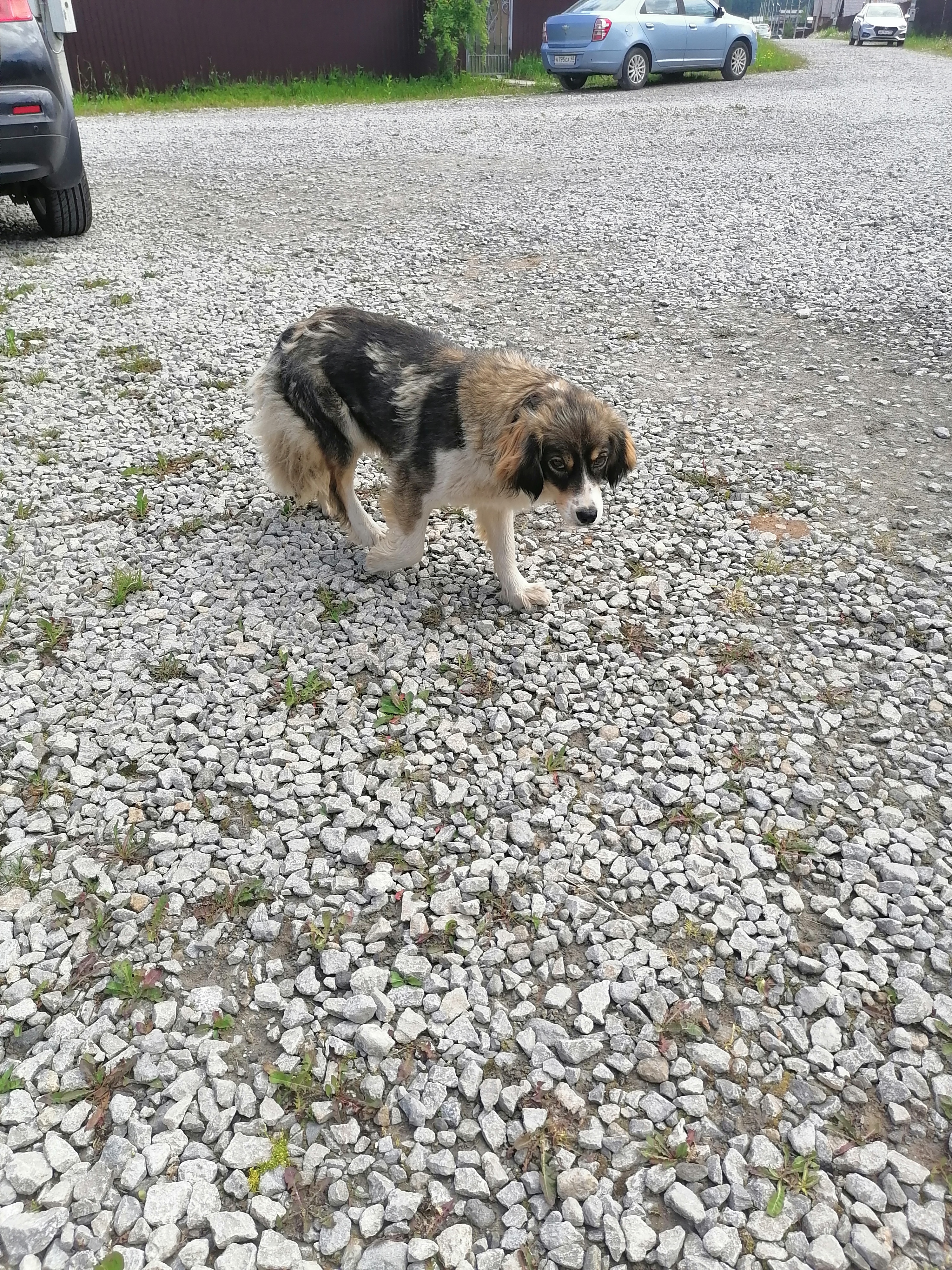 Найдена контактная трехцветная собака в Подольном
