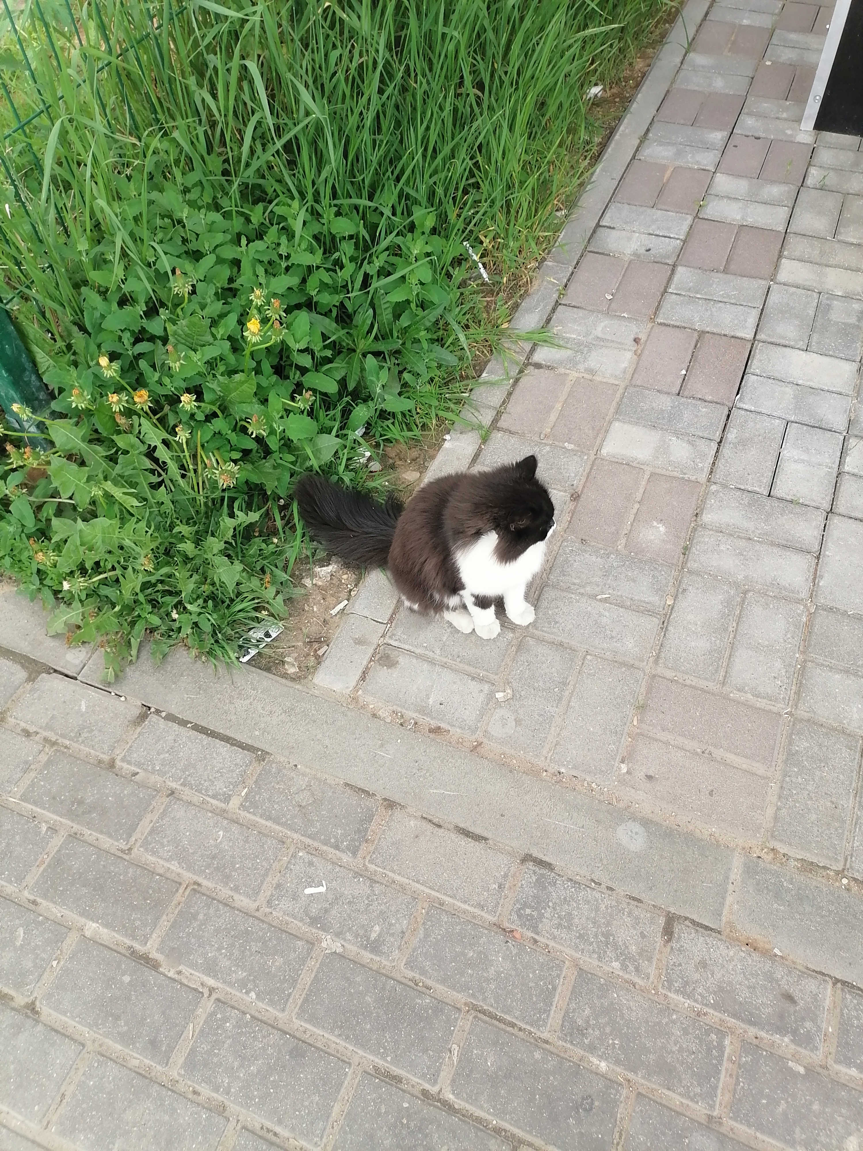 Ухоженная кошка на Голубом в Московской области