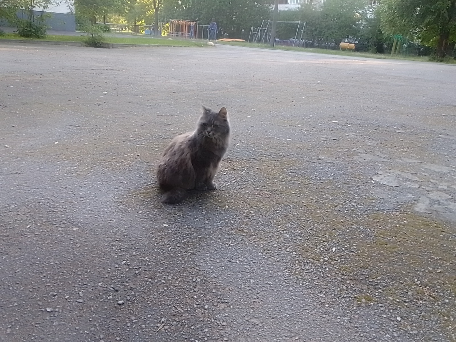 Найдена беременная серая кошка около 227 школы на ул. Лёни Голикова, 15 корпус 1, Санкт-Петербург