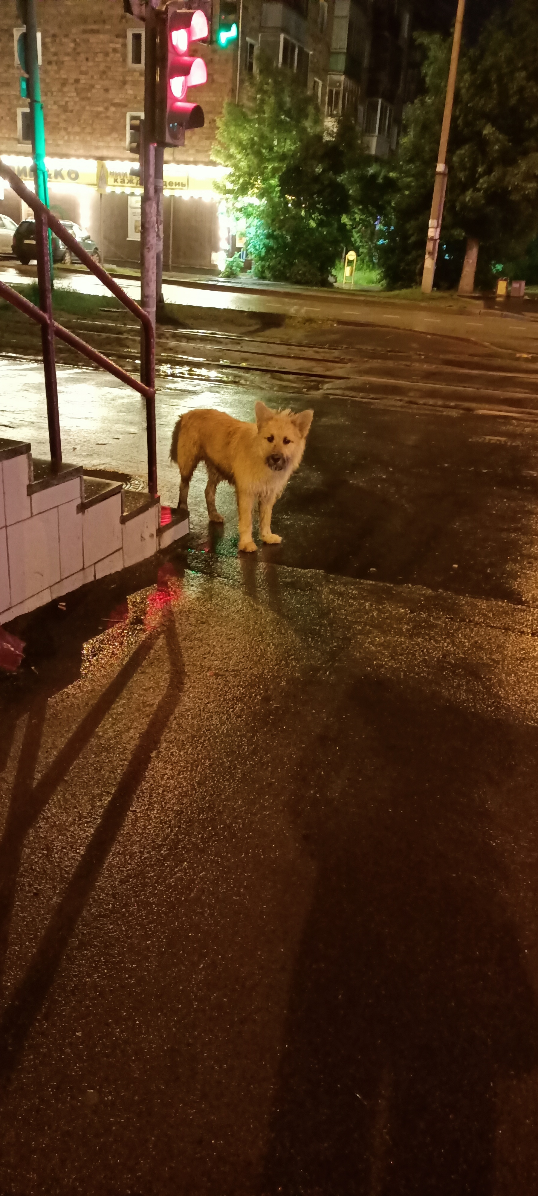 Найдена собака на Заводской 30, похожа на домашнюю!