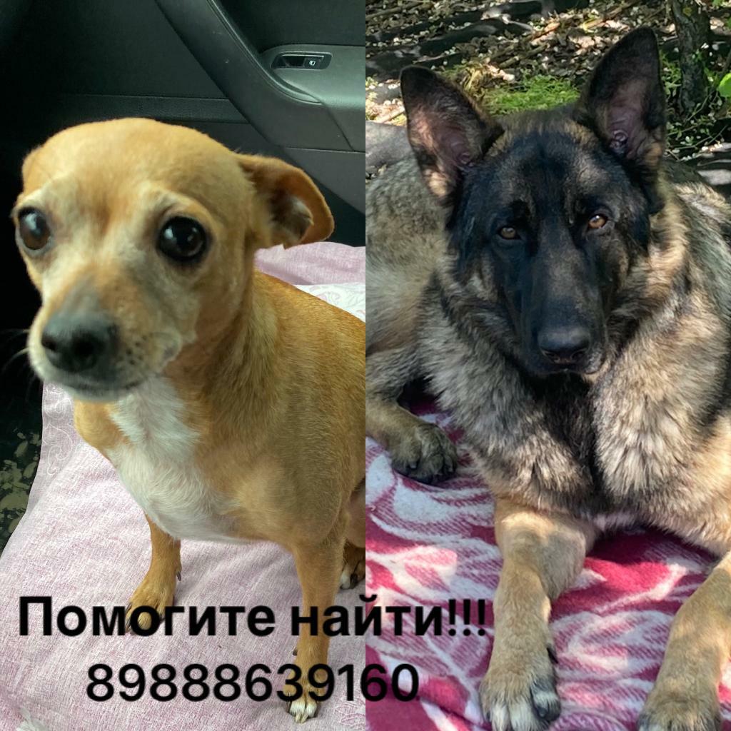Пропали две собаки в снт Заря и Промстроевцах, Ставропольский край