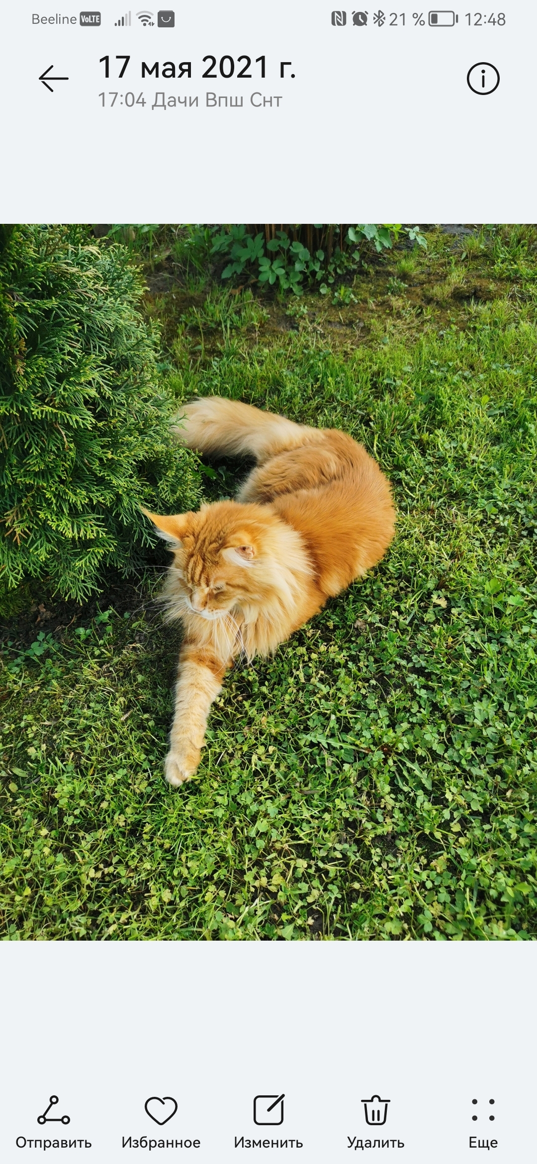 Пропала кошка Мэйка с ошейником рыжего Дорожника, Московская область