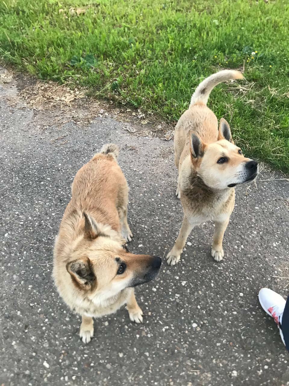Найдены 2 собаки в Михайловском, Рузский район