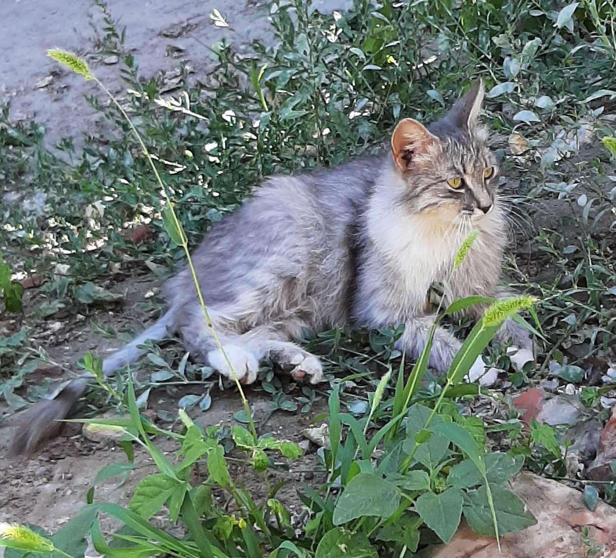 Найдена пушистая кошка, Астрахань, Торговая площадь, 1В