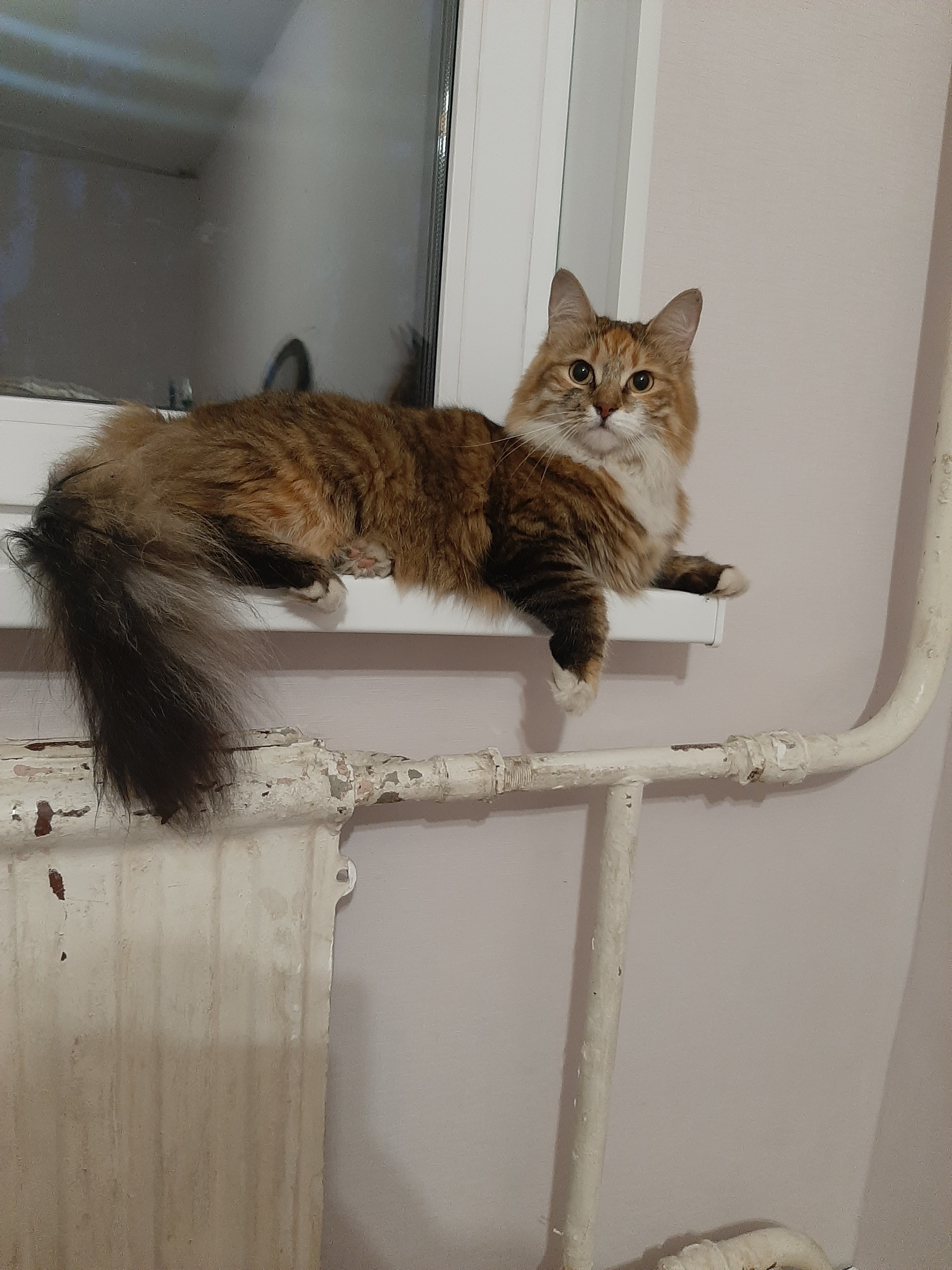 Найдена ласковая кошка на Учебном переулке, СПб