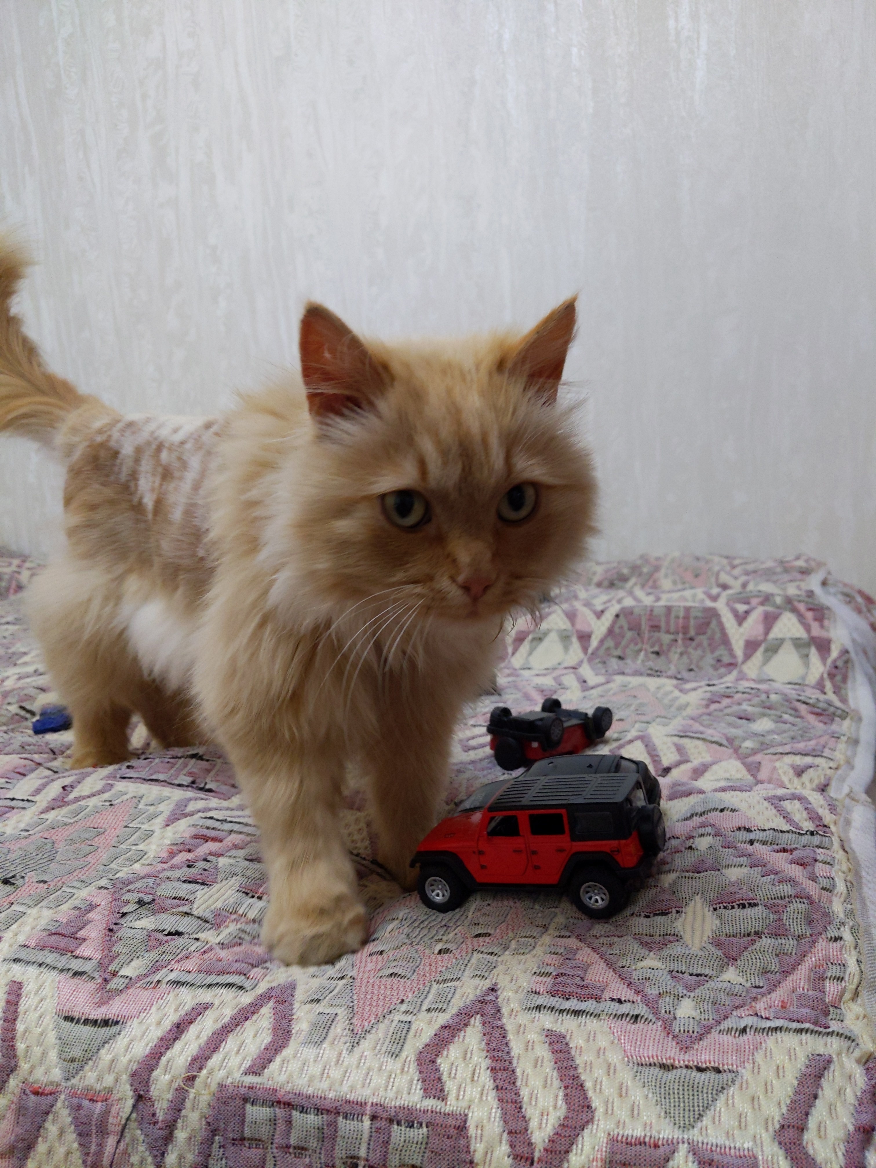 Найдена рыжая кошка в Мининском сельсовете, Красноярский край