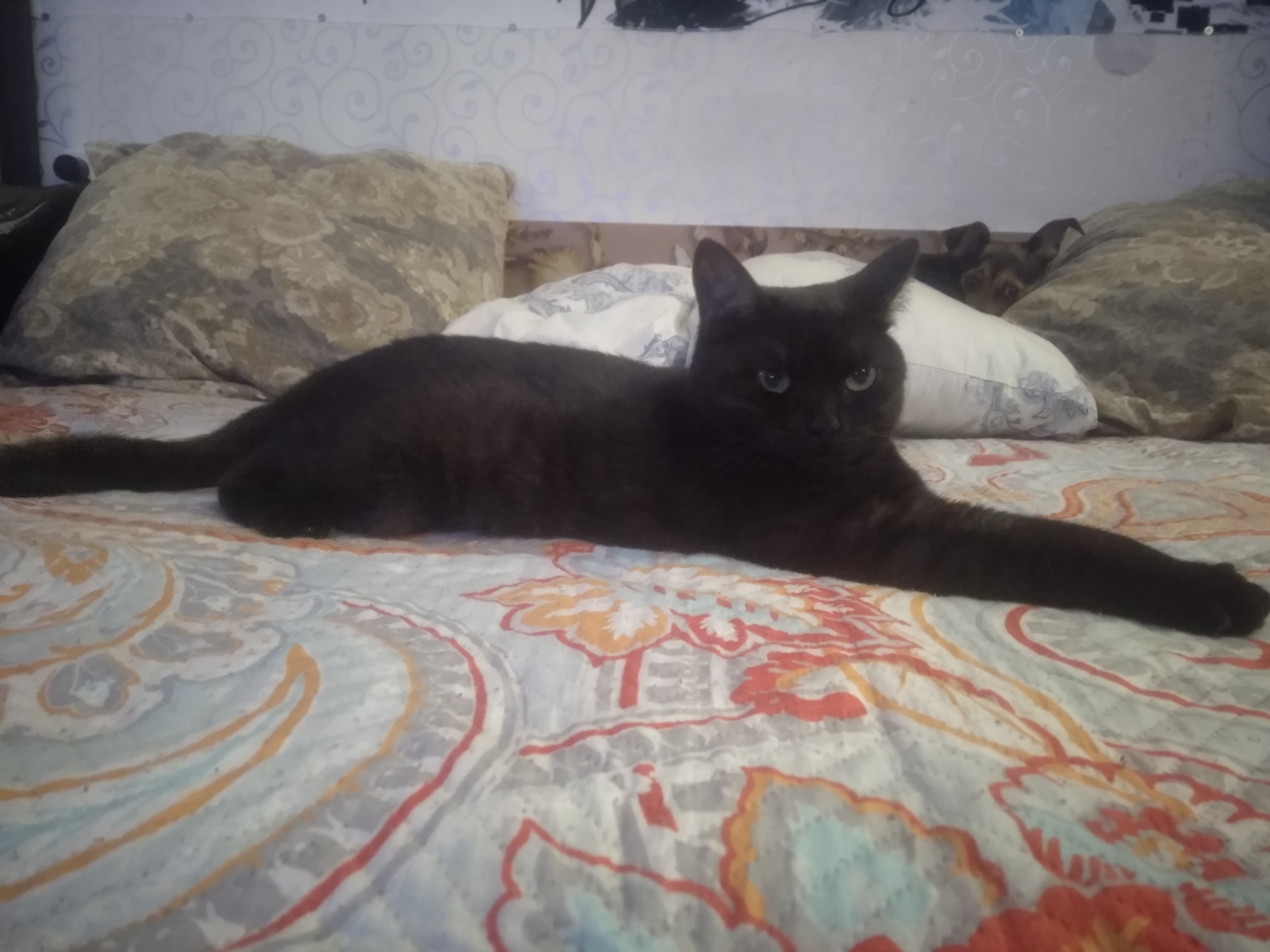 Пропала кошка Симка на ул. Николаева, 19, Электросталь