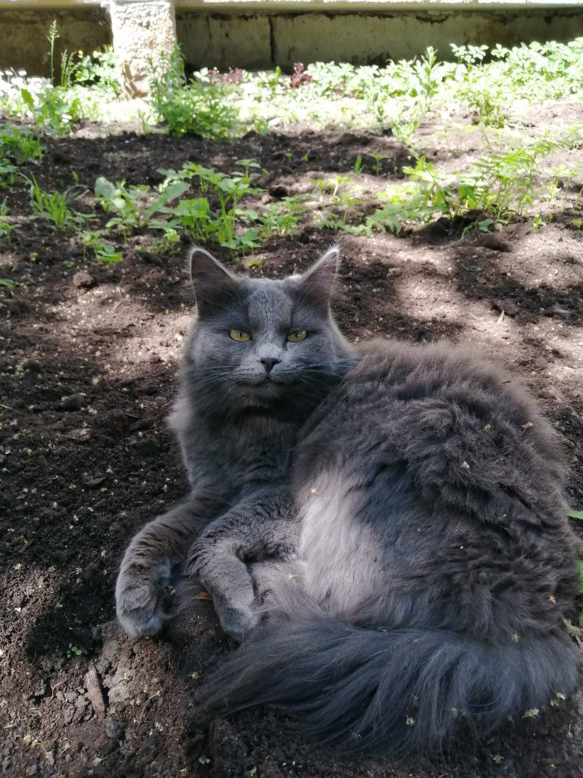 Найдена кошка в Костроме, приучена к лотку