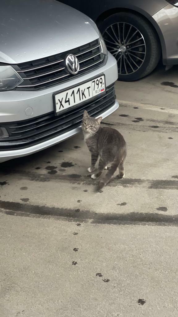Серая кошка найдена на парковке ТЦ Рио, Москва