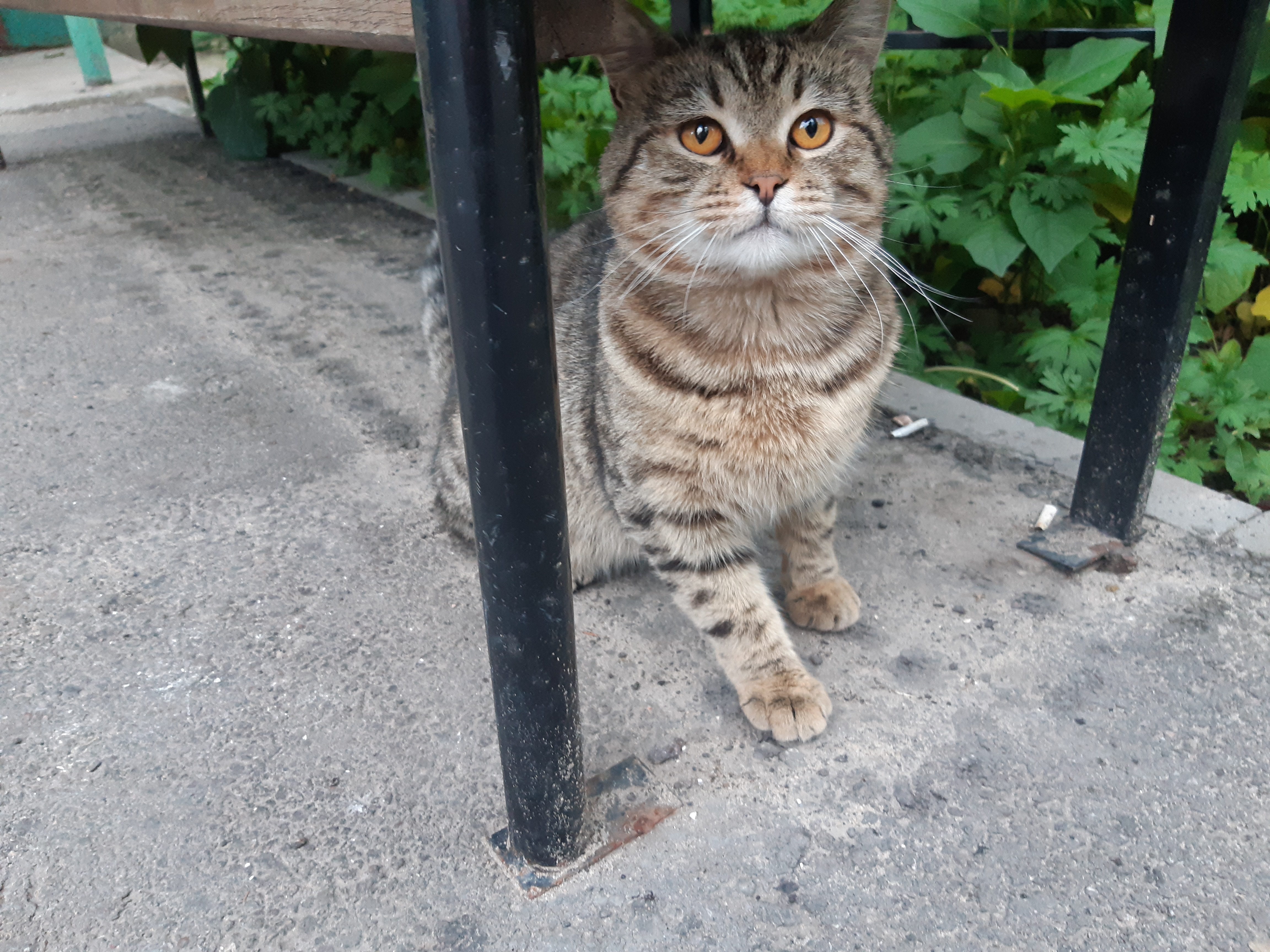 Найдена кошка на улице Хользунова, 92