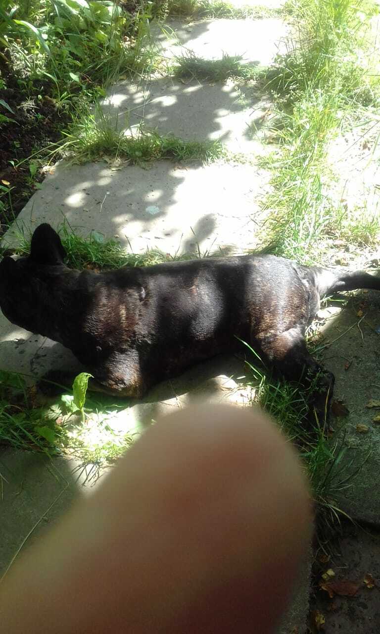 Пропала собака Французский бульдог Зена в Агрострое, Татарстан