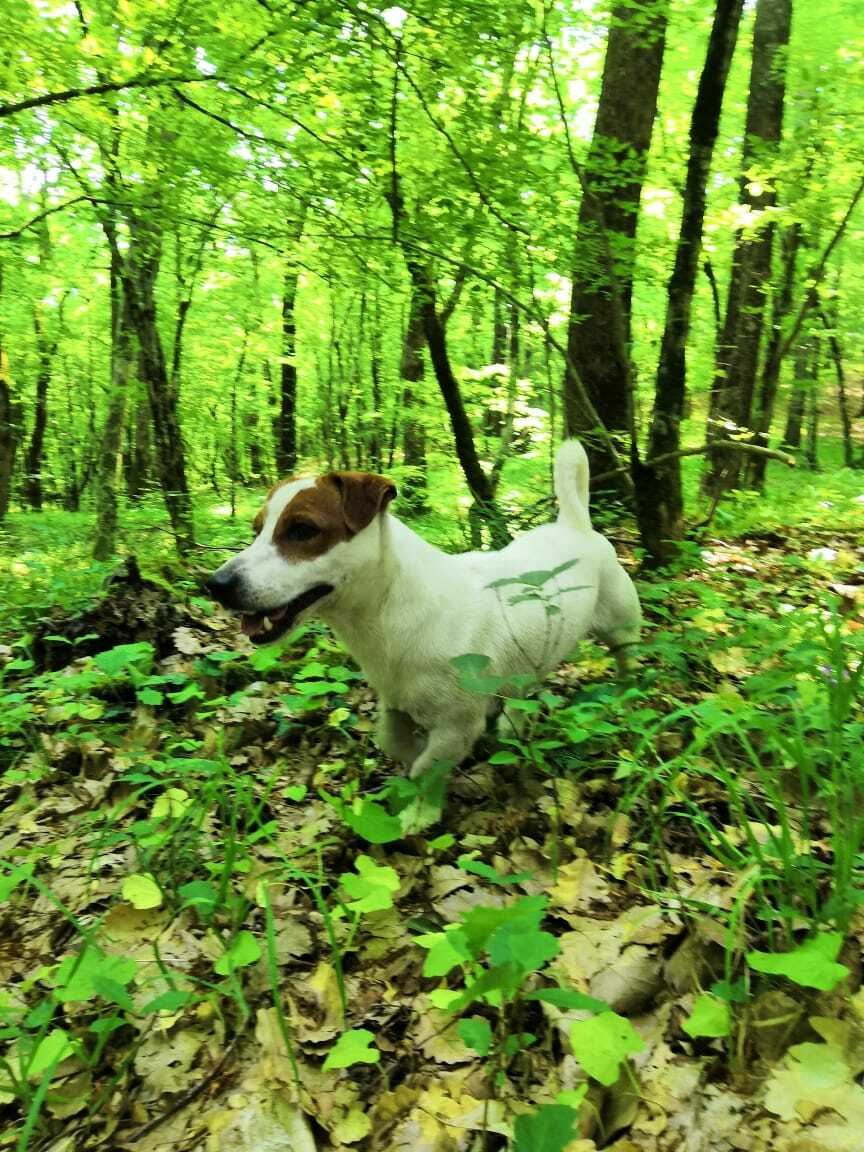 Пропала собака в Краснодарском крае.