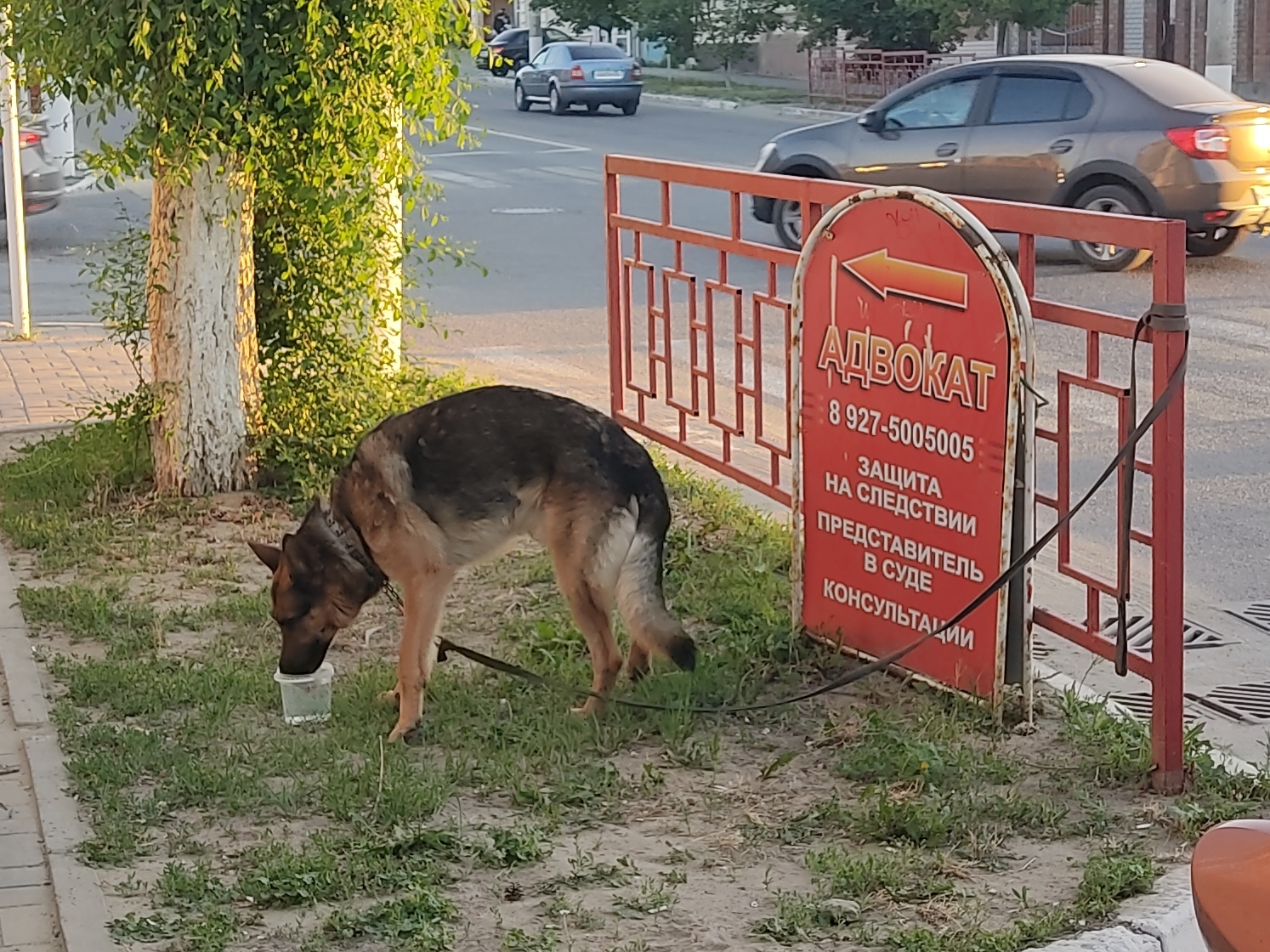 Найдена собака у Мега Sport, адрес: ул. Советская, 30, Камышин