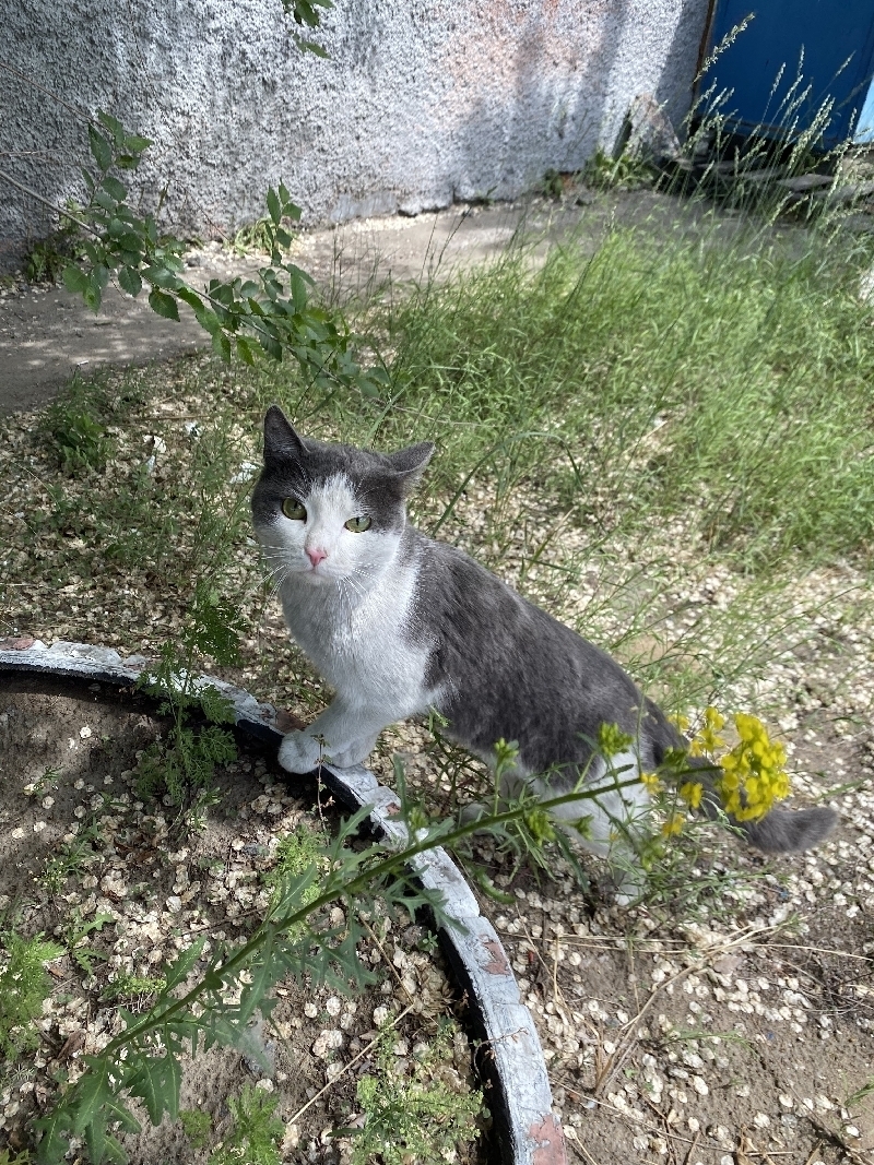Найден кот на ул. Жердева 20 в Улан-Удэ.
