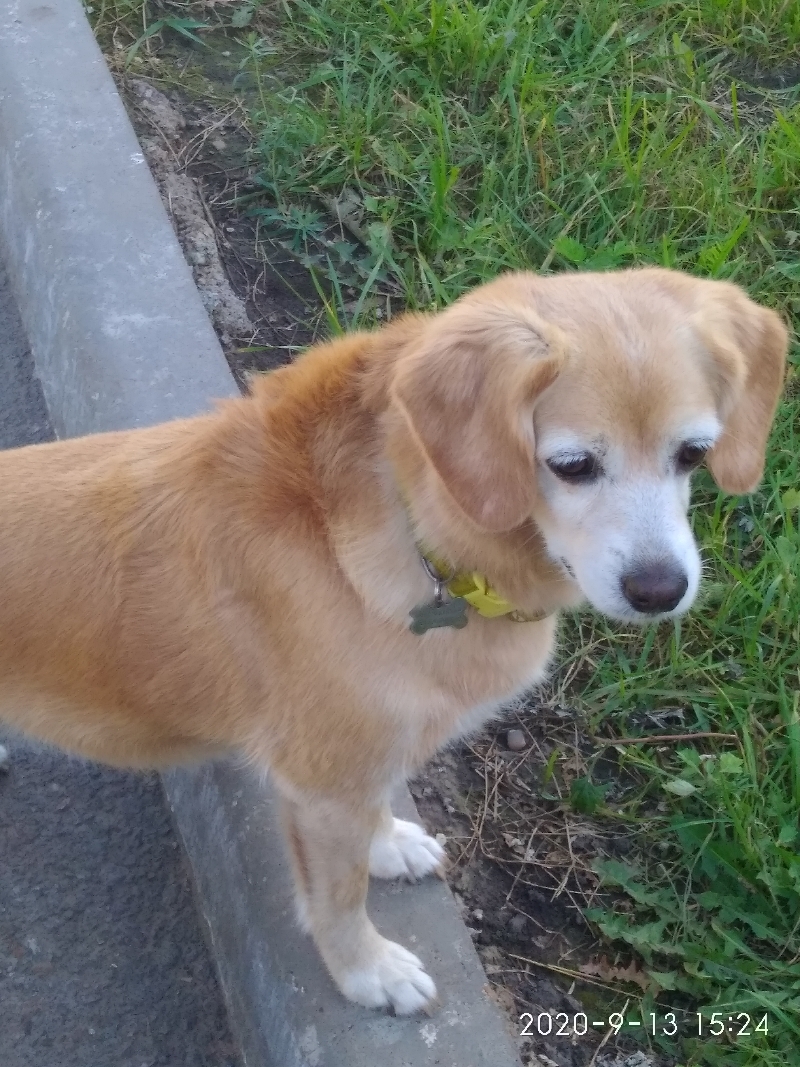 Пропала собака Метис в Уптино, Башкортостан