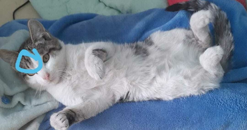Пропала кошка Симба на Советской 12 в Усть-Баргузине