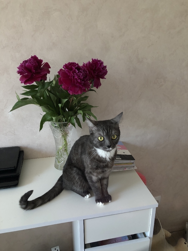 Пропала кошка на Димитрова 3 к.1, Астрахань.