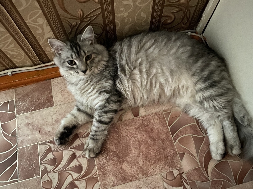 Пропала кошка британской породы в Межгорье, Башкортостан