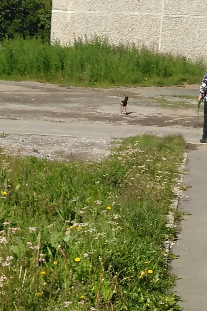 Найдена пугливая собака в Первоуральске, ул. Совхоз Первоуральский, 18