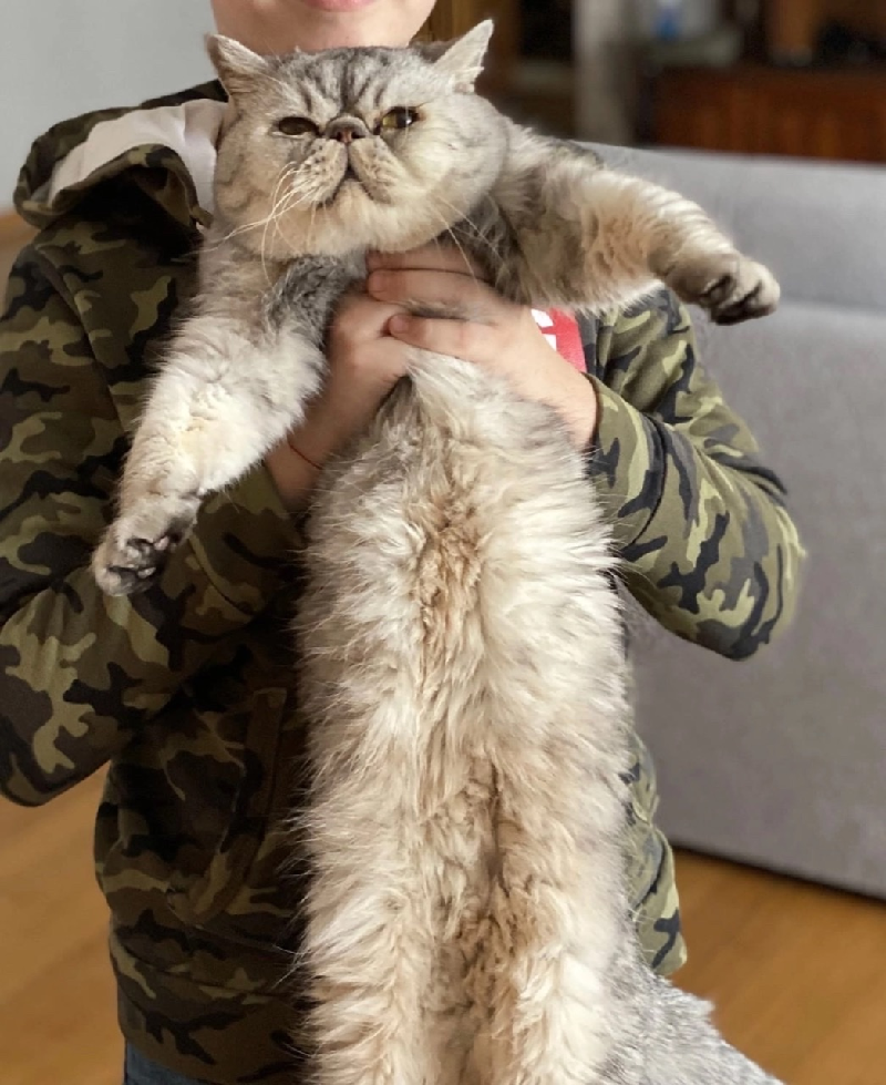 Пропала персидская кошка в Иволгино, Саратов