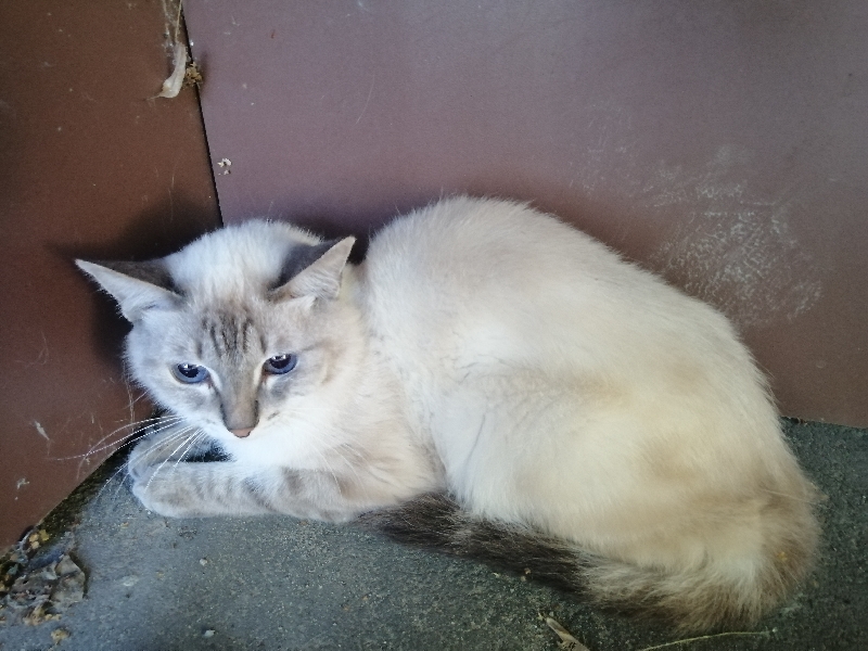 Найдена кошка на Успенской, 11В (Йошкар-Ола)