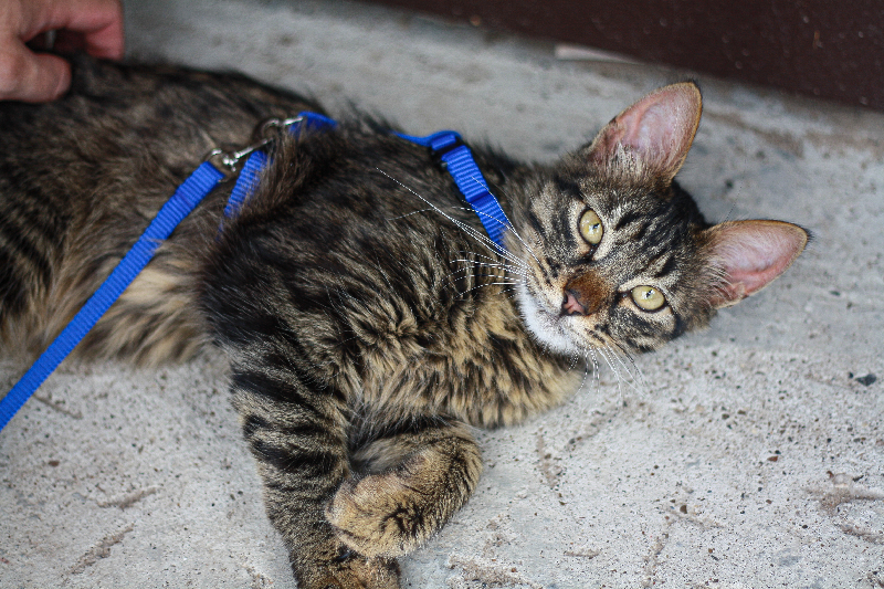 Найдена кошка с ошейником на ул. Сары Садыковой, 22