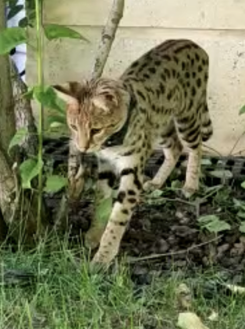 Пропала кошка породы савана в Барвихе, вознаграждение гарантировано
