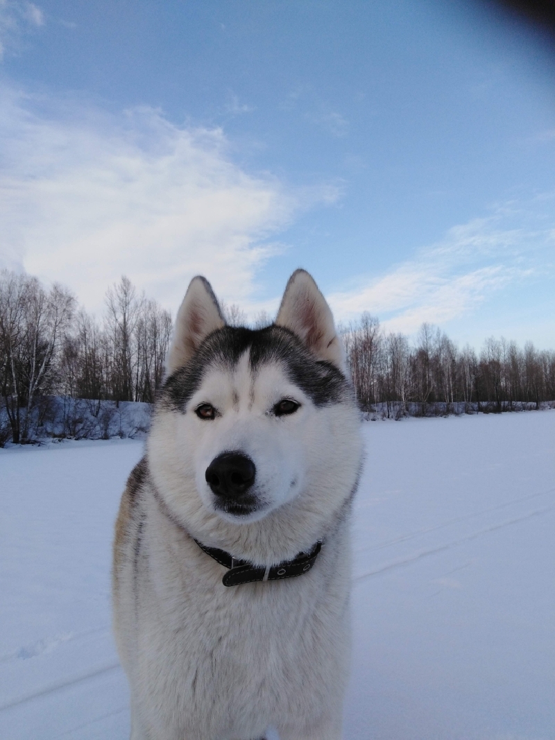 Пропала собака Луна в Новокузнецком районе, нужна помощь!
