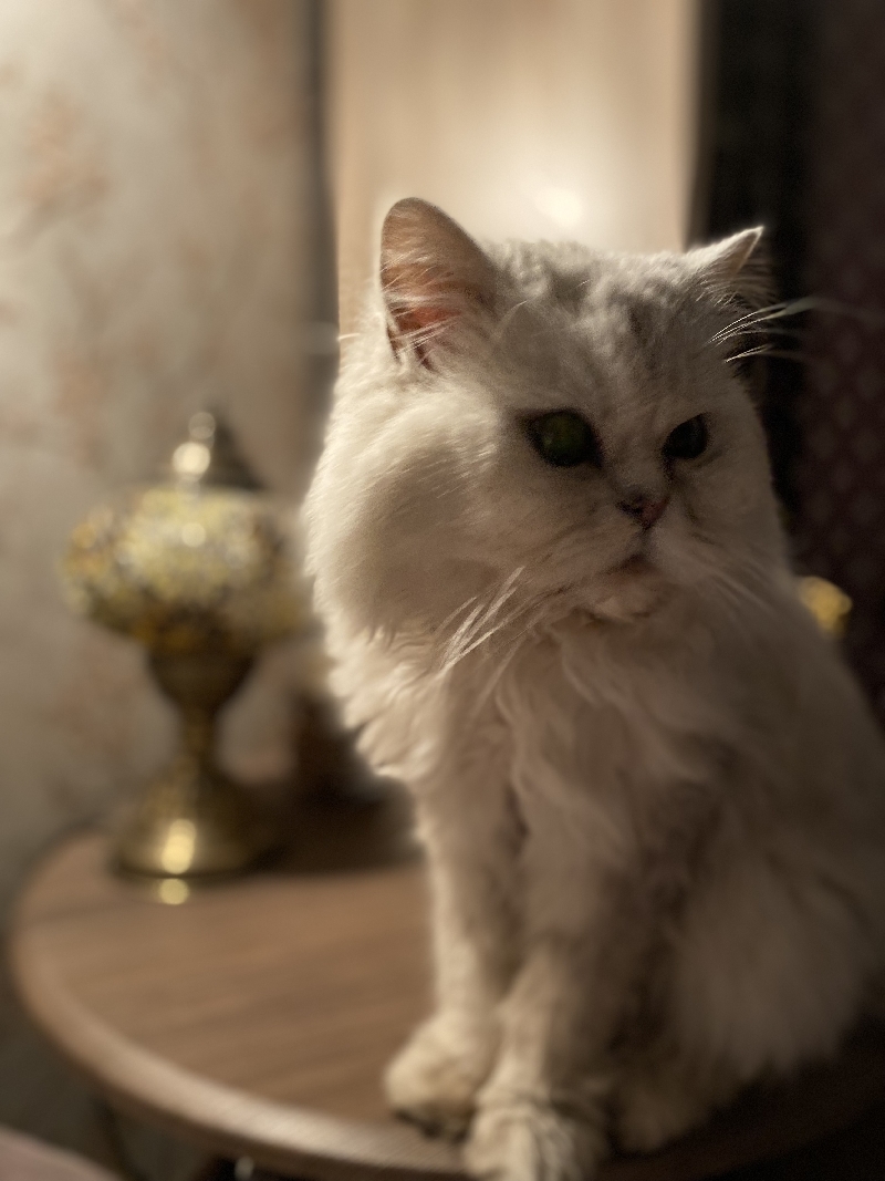 Пропала кошка на ул. Льва Толстого, 1А, Волгоград