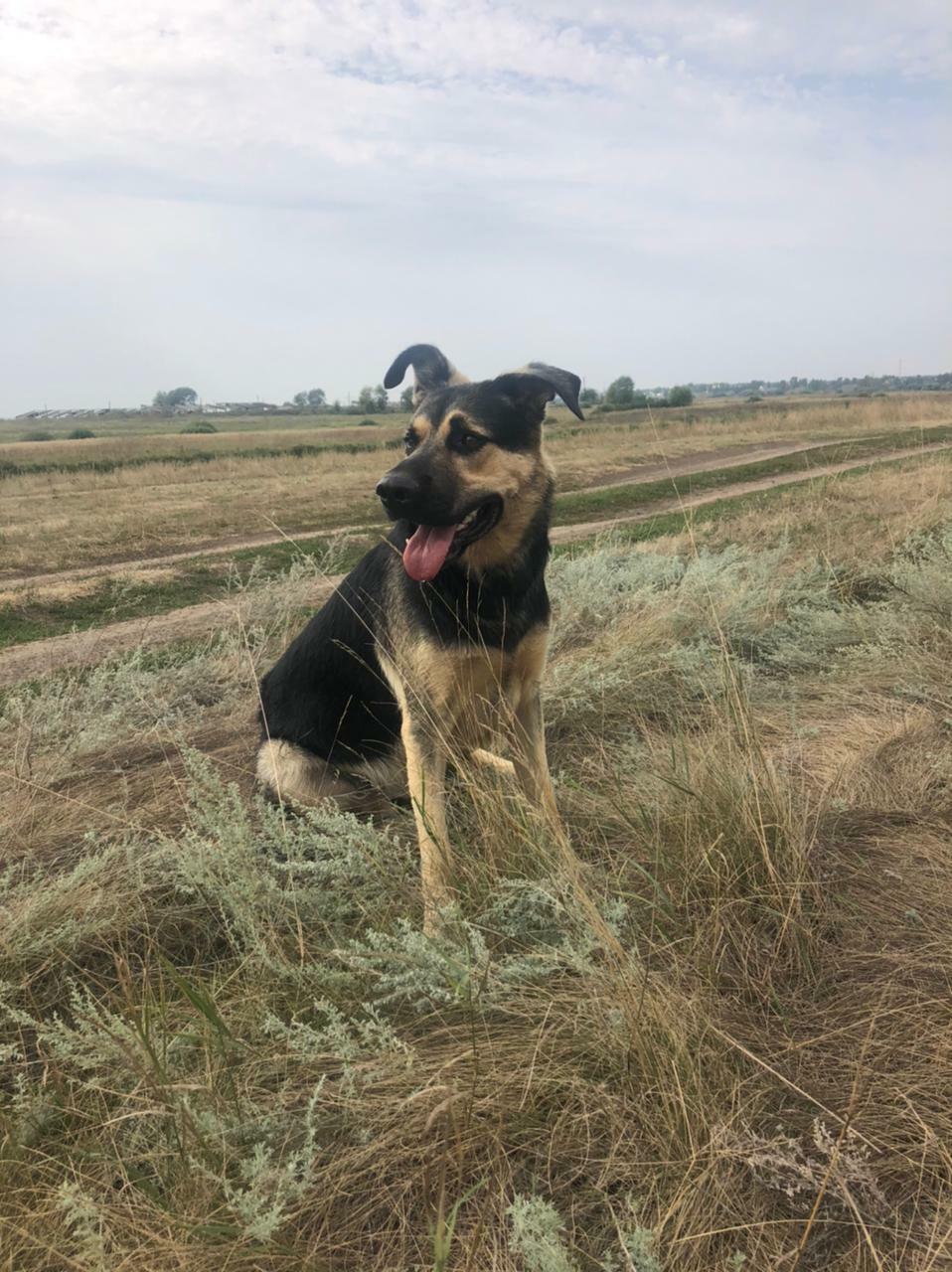 Пропала собака Метис в Мурмино, Рязанская область