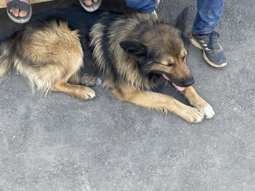 Найдена собака на улице Металлургов, 37Б, Москва