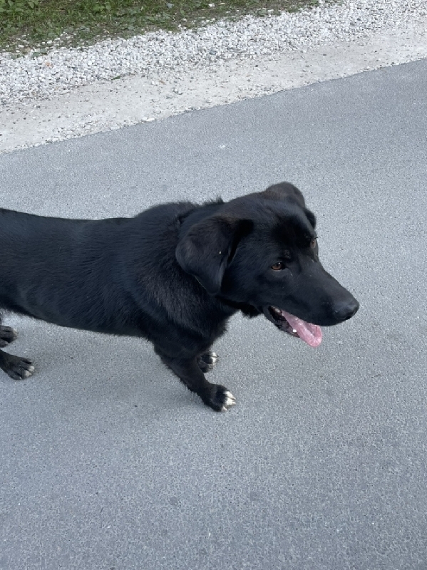 Найден домашний пес на голубом озере в Татарстане
